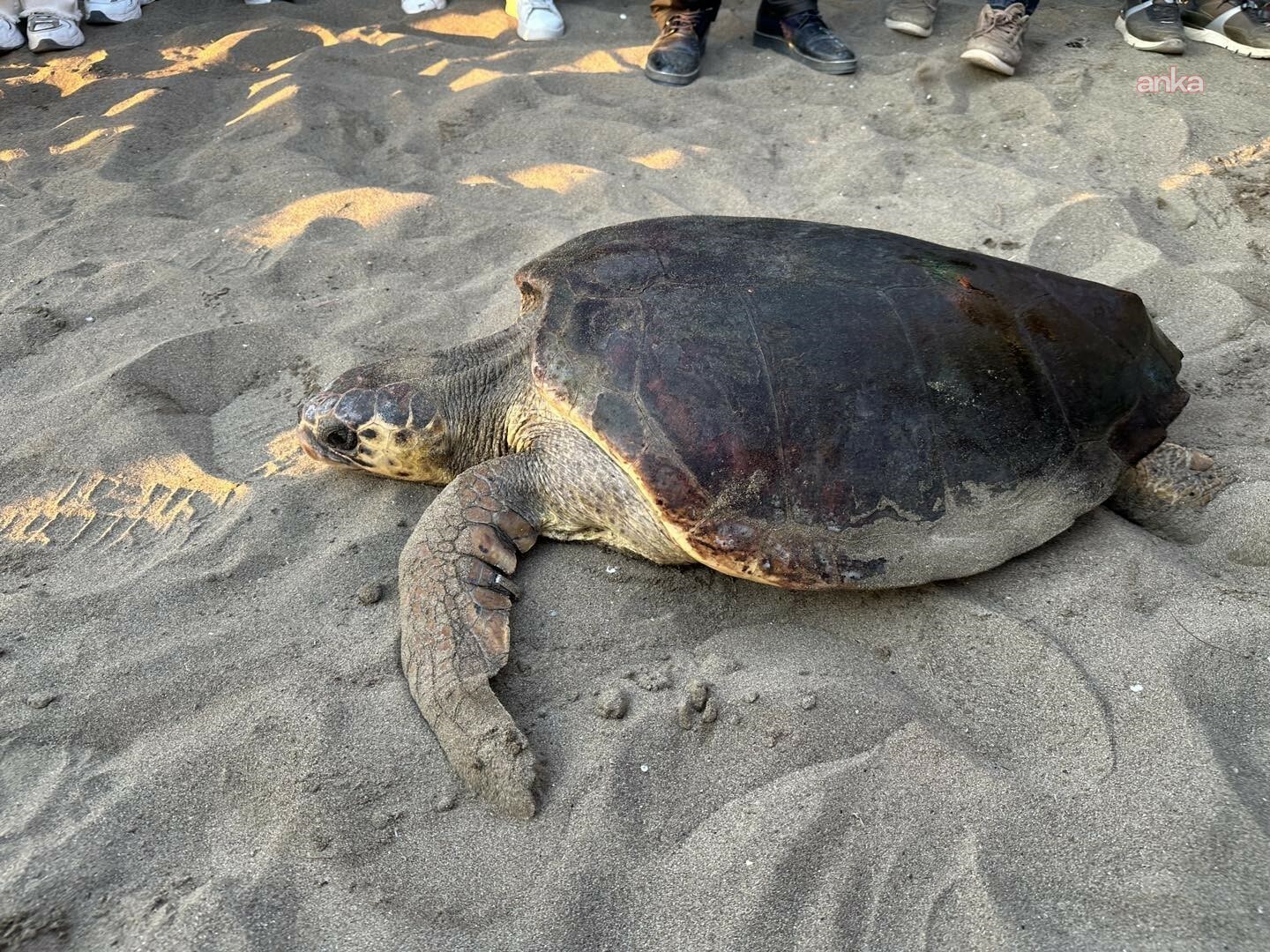 Tedavisi tamamlanan caretta caretta Olcay, doğal ortamına bırakıldı