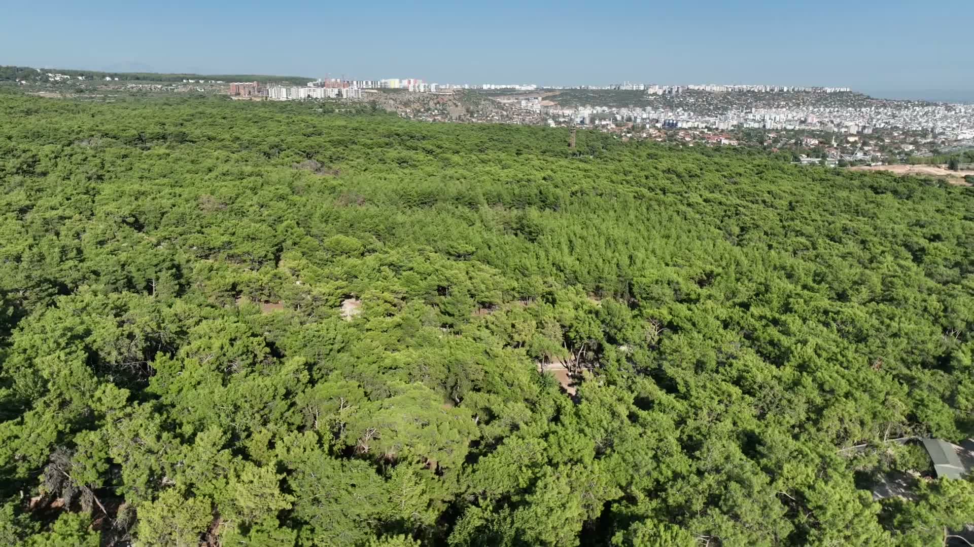 Antalya Doğal Yaşam Parkı’nda tedavi edilen üç yavru baykuş doğal yaşam alanlarına döndü