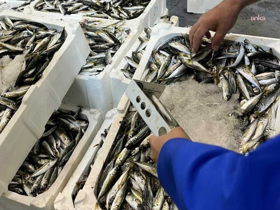 İzmir'de 241 kilogram su ürününe el konuldu
