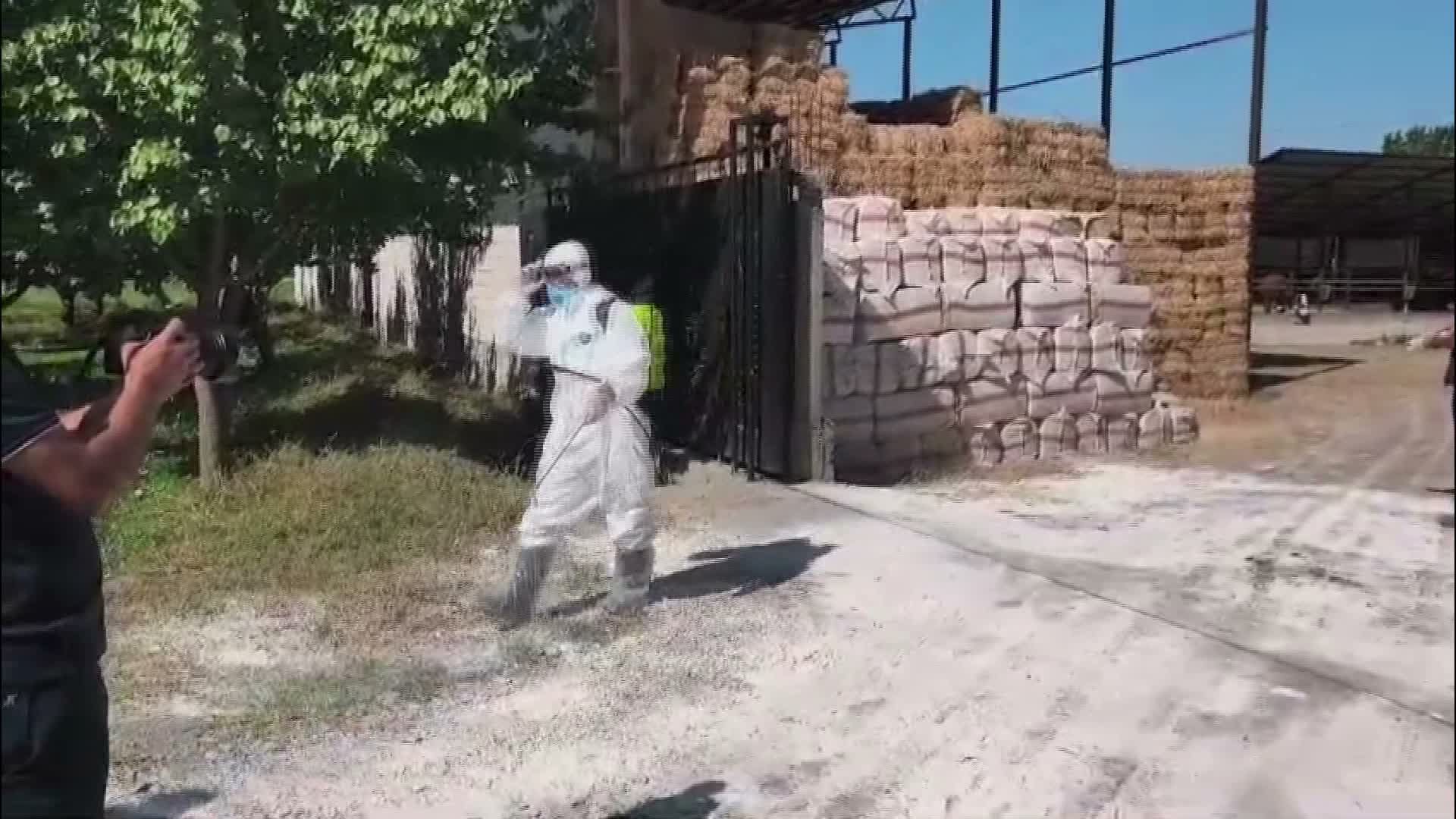 Iğdır’da şap hastalığına karşı aşılama çalışmaları sürüyor