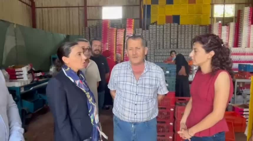 İncir üreticisi Nurhayat Kayışoğlu’na dert yandı: "Titanik filminde piyano çalıyorlar ya hani... Onlar piyano çalıyor, biz batıyoruz"