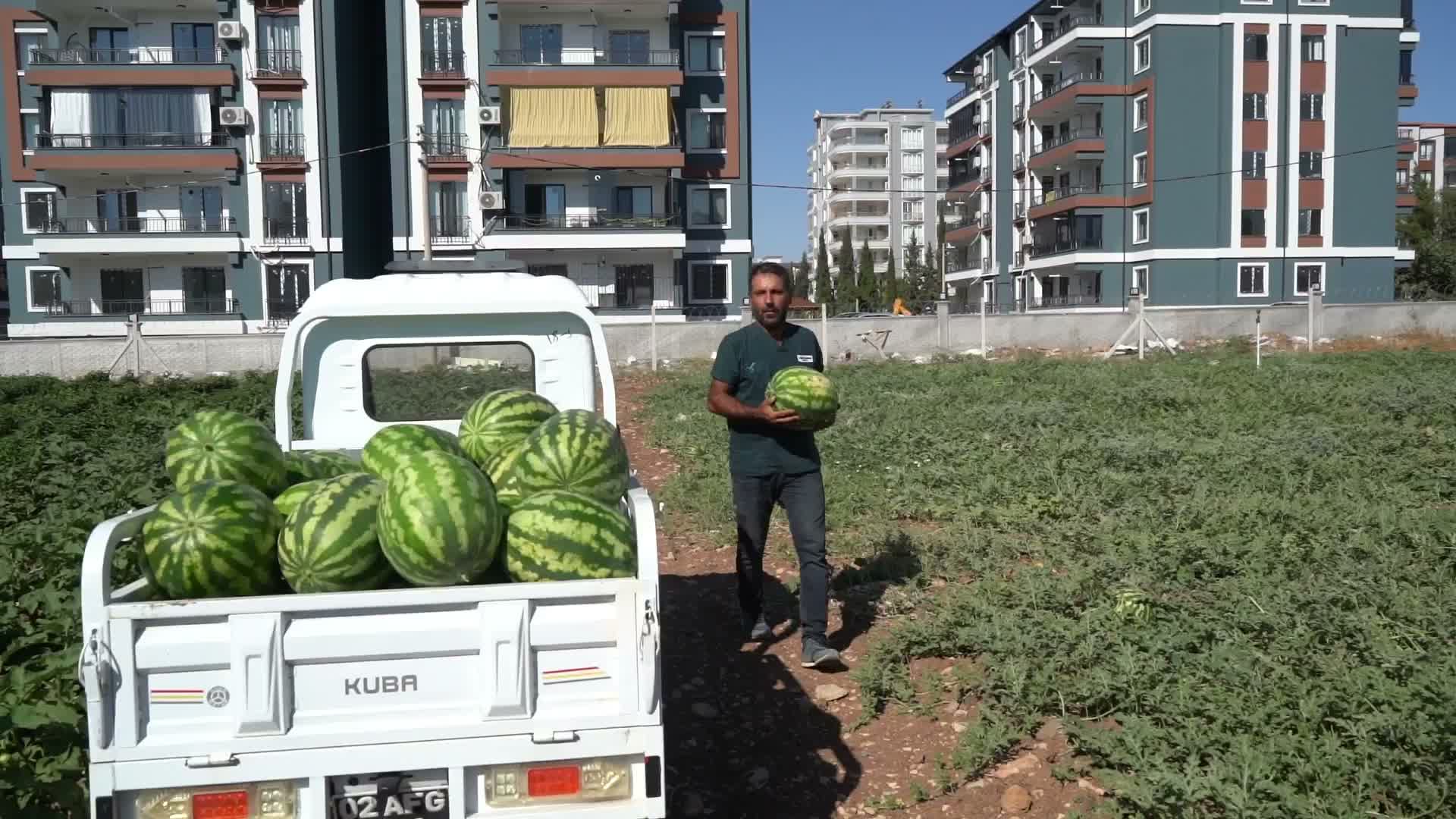 Adıyaman Belediyesi’nin karpuz hasadında ilk ürünler tezgaha çıktı