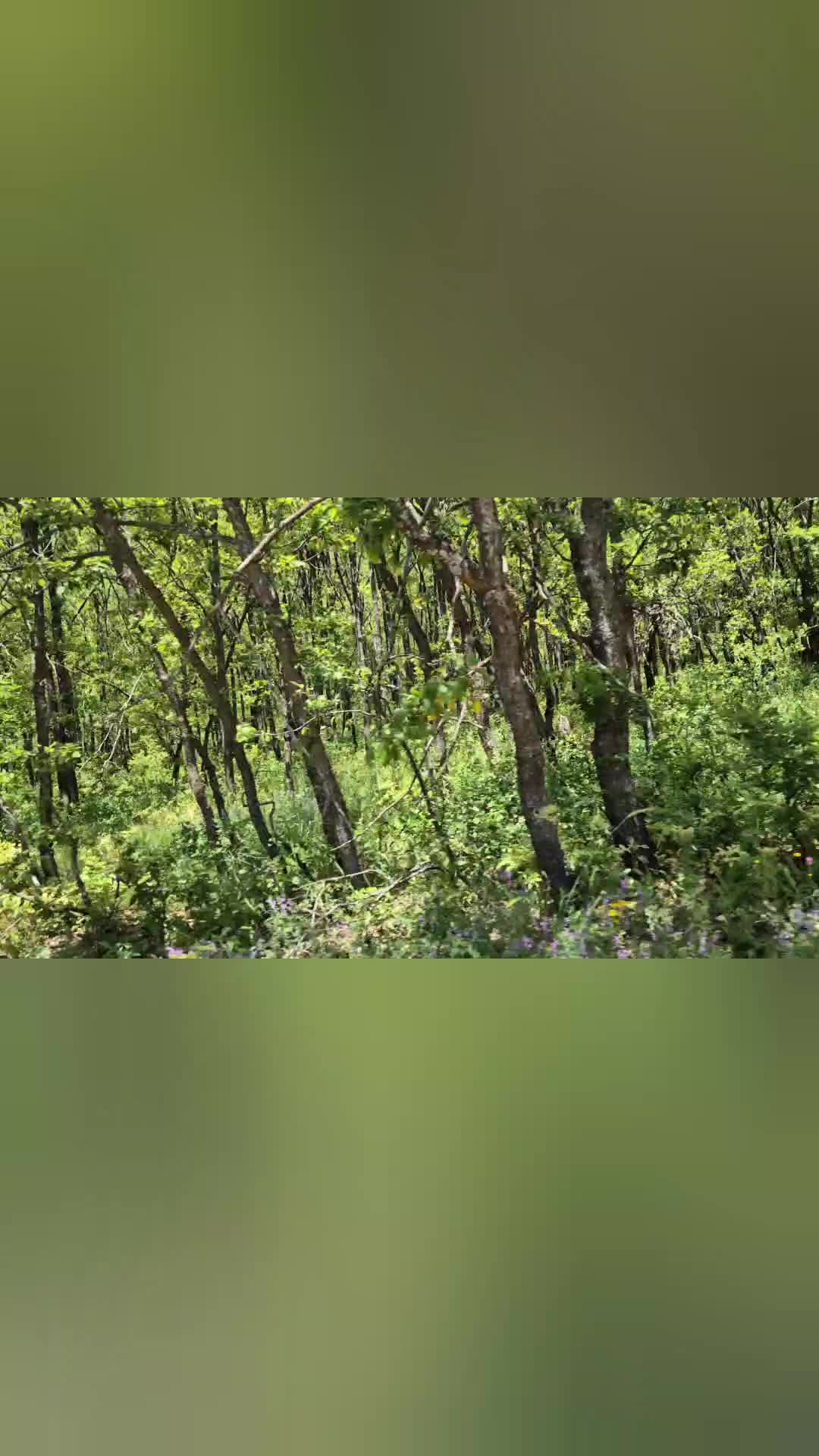 Bingöl'de ormanda ağaç kesimlerine köylüler tepkili: Üç yıldır sesimizi duyan yok