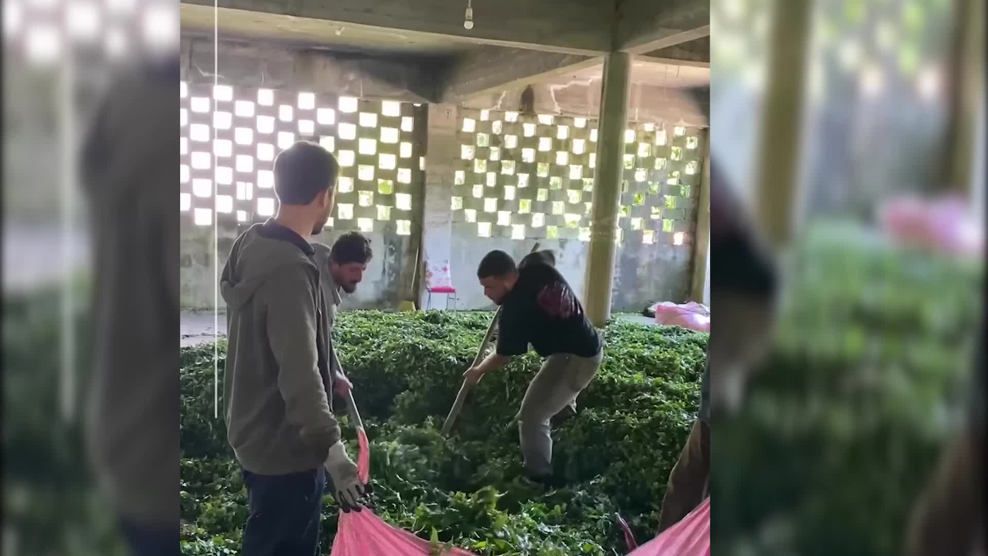 Karadeniz Bölgesi Çay Üreticileri Temsilcileri: Emeğimizi, çayımızı ve geleceğimizi bu sömürü çarkına teslim etmeyeceğiz