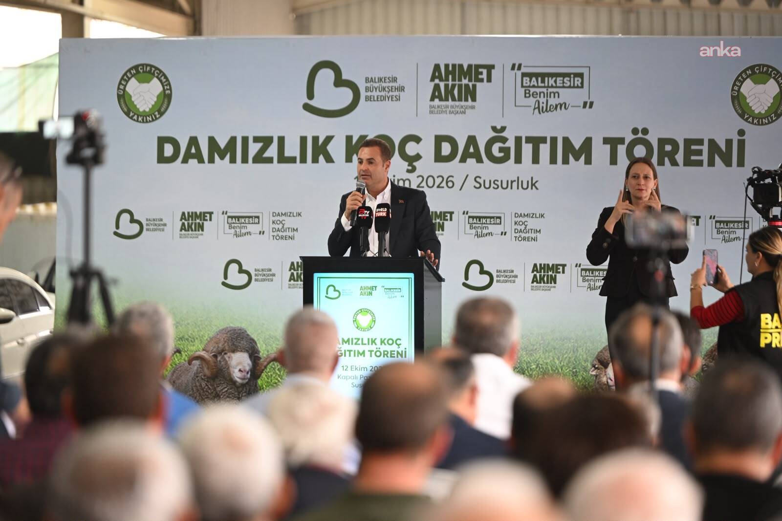 Balıkesir Büyükşehir Belediyesi’nden hayvancılığa destek: 47 damızlık koç Susurluk'ta üreticilere hibe edildi