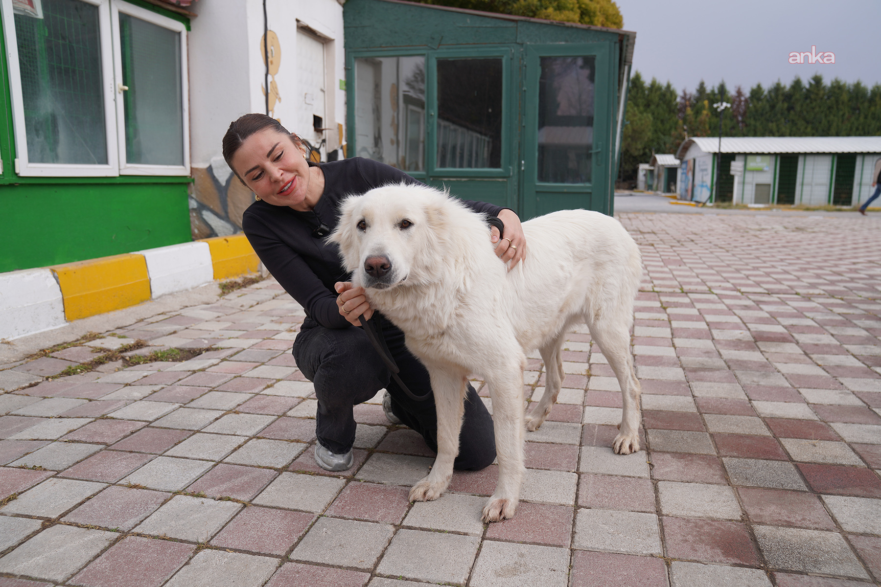 Tepebaşı’nda "12 can dost" daha sıcak yuvaya kavuştu