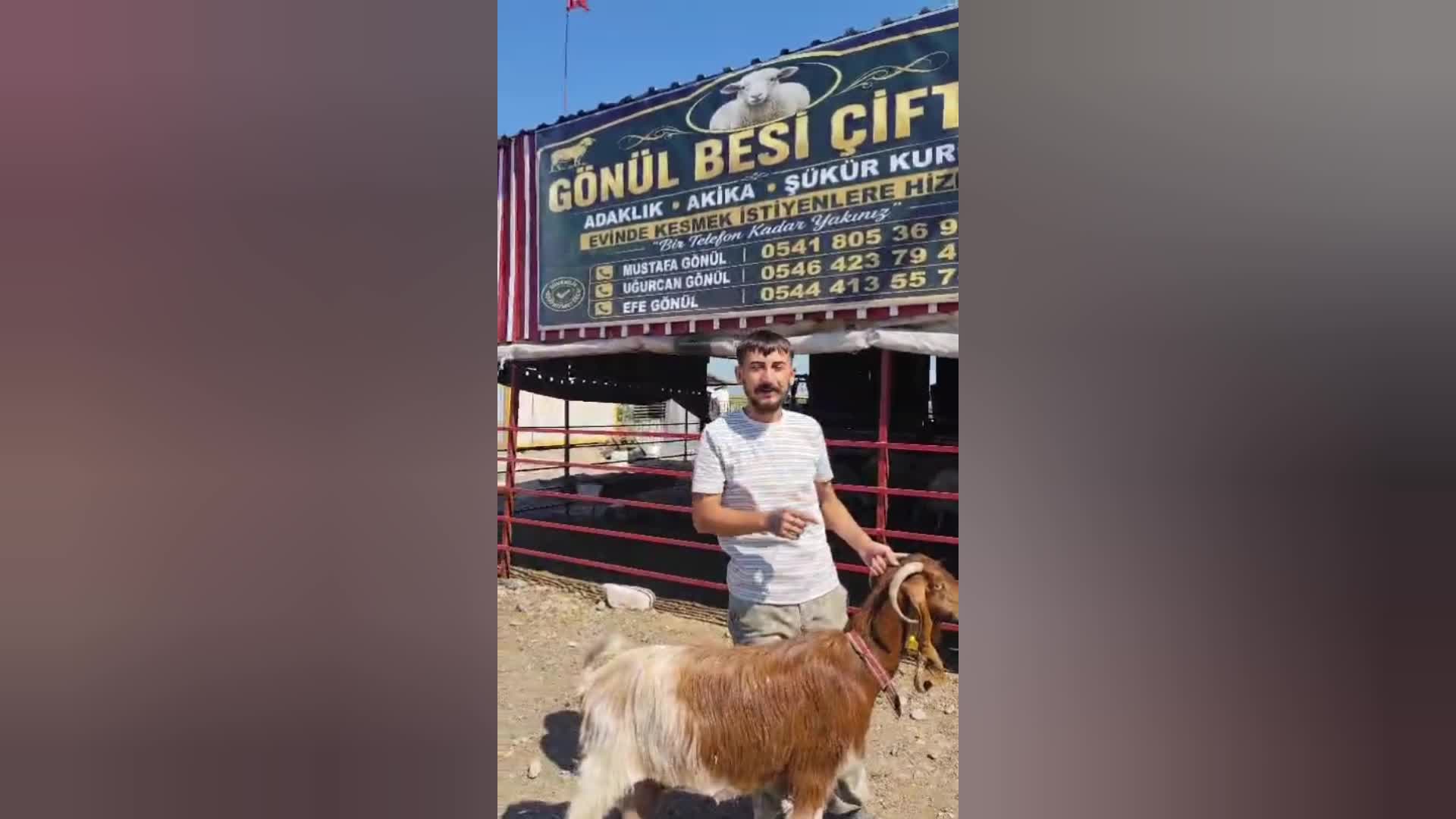 Osmaniye’de keçinin kulağından boynuz çıktı