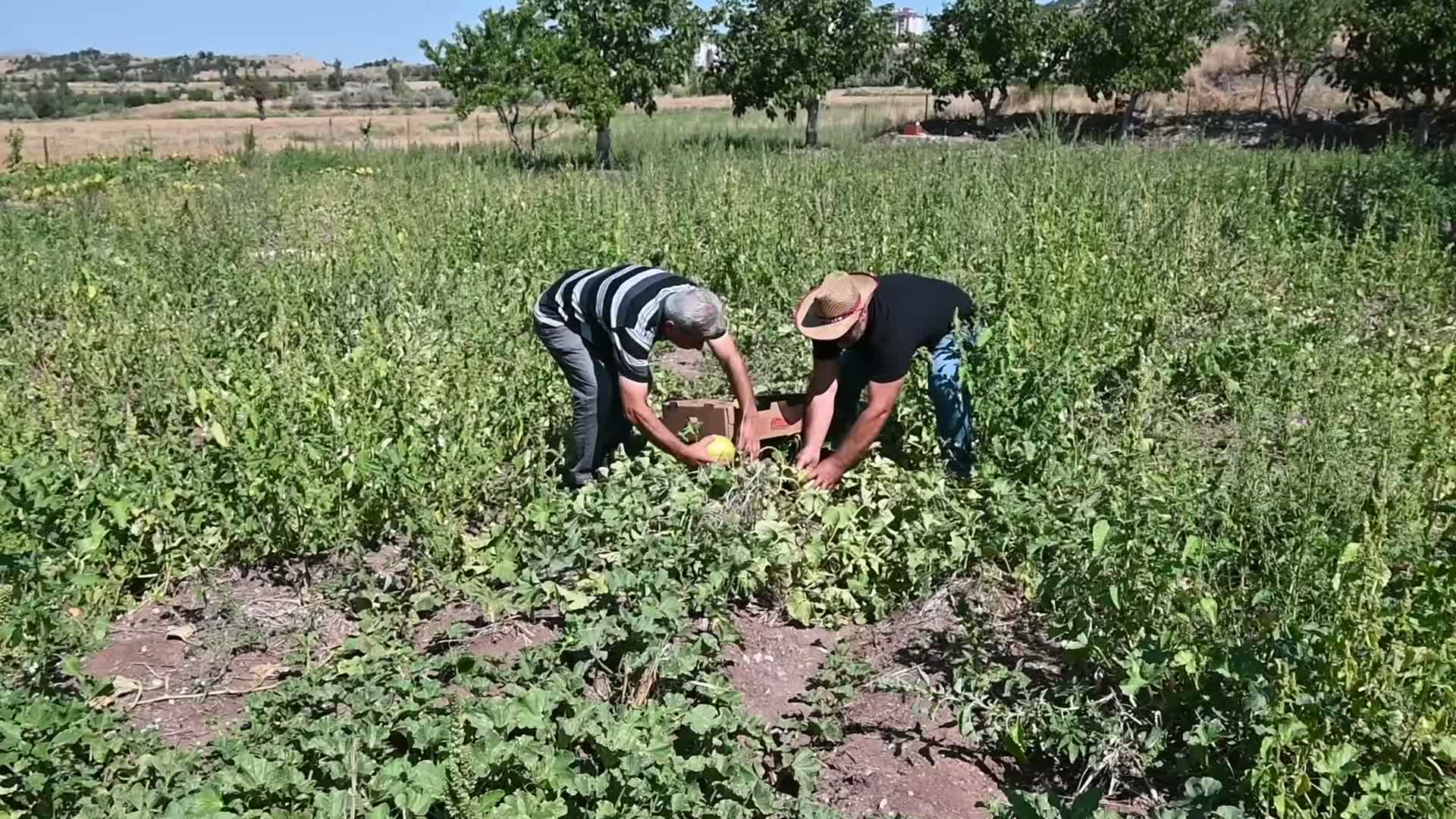 Yozgat’ta coğrafi işaretli Bağrıbütün kavunu tezgahlardaki yerini aldı