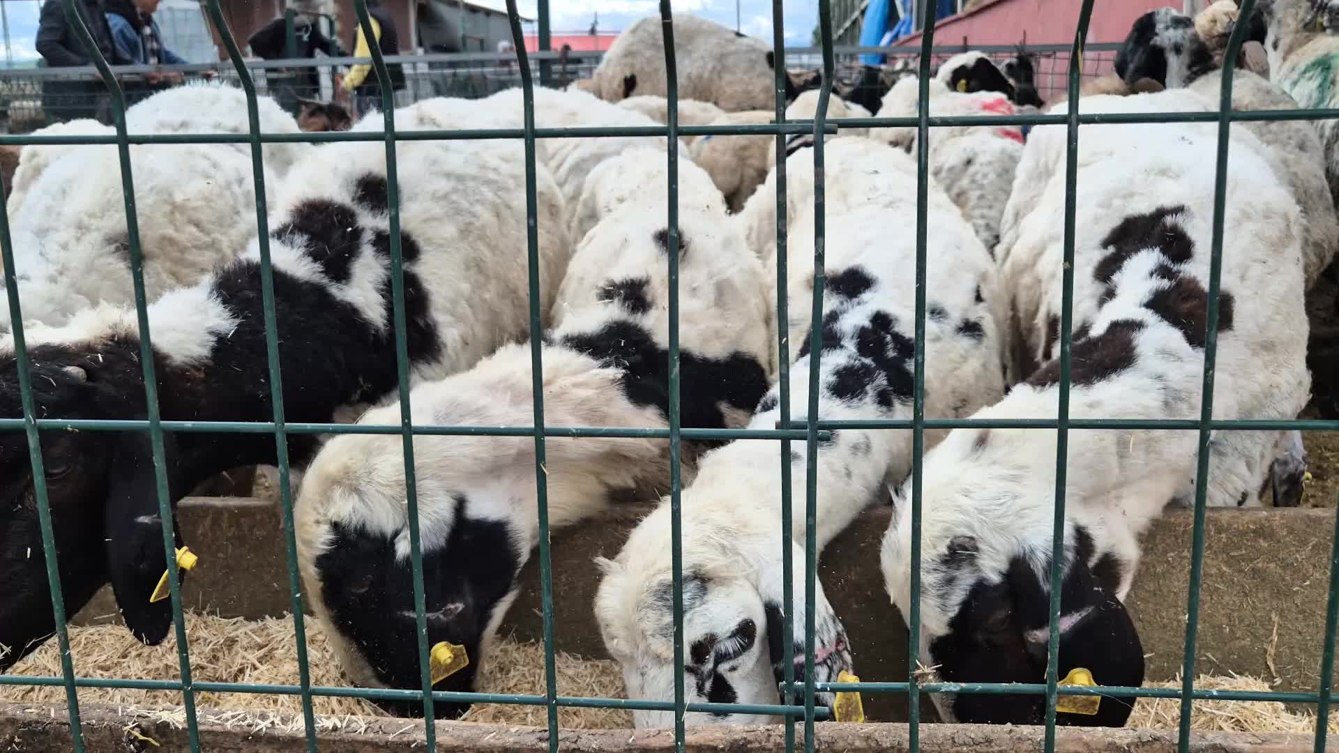 Bingöl Hayvan Pazarı’nda Bayram durgunluğu: Kurbanlık fiyatları geçen yıla göre 2 kat artmış