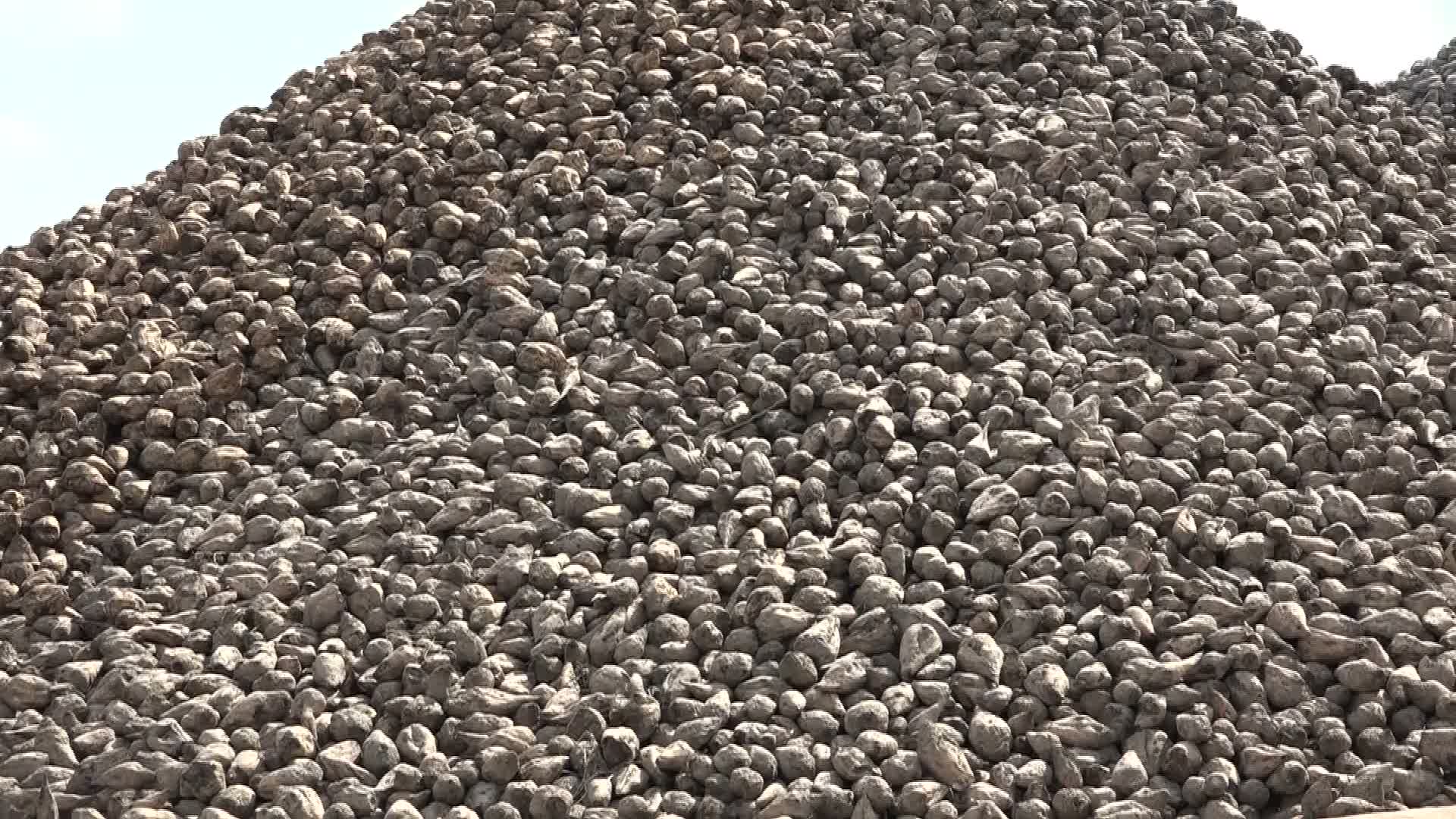 Şeker-İş Malatya Şube Başkanı Murat: “500 bin ton pancar işleyerek 60 bin ton şeker üretmeyi hedefliyoruz”