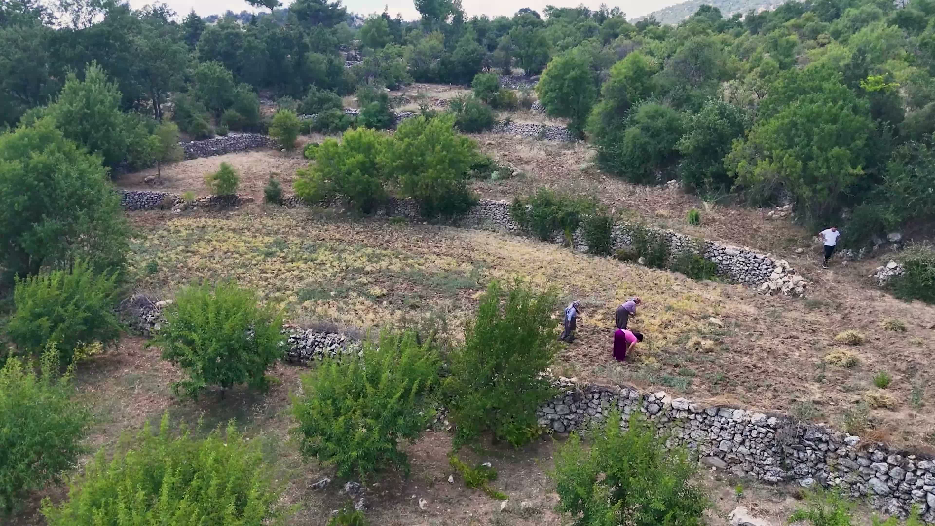 Mersin Büyükşehir Belediyesi, yerel tohumları geleceğe taşıyor