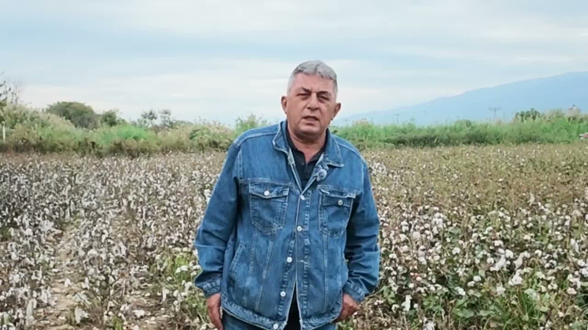 Artan maliyetlerden dert yanan pamuk üreticisi: "Çiftçinin dilinde tüy bitti"