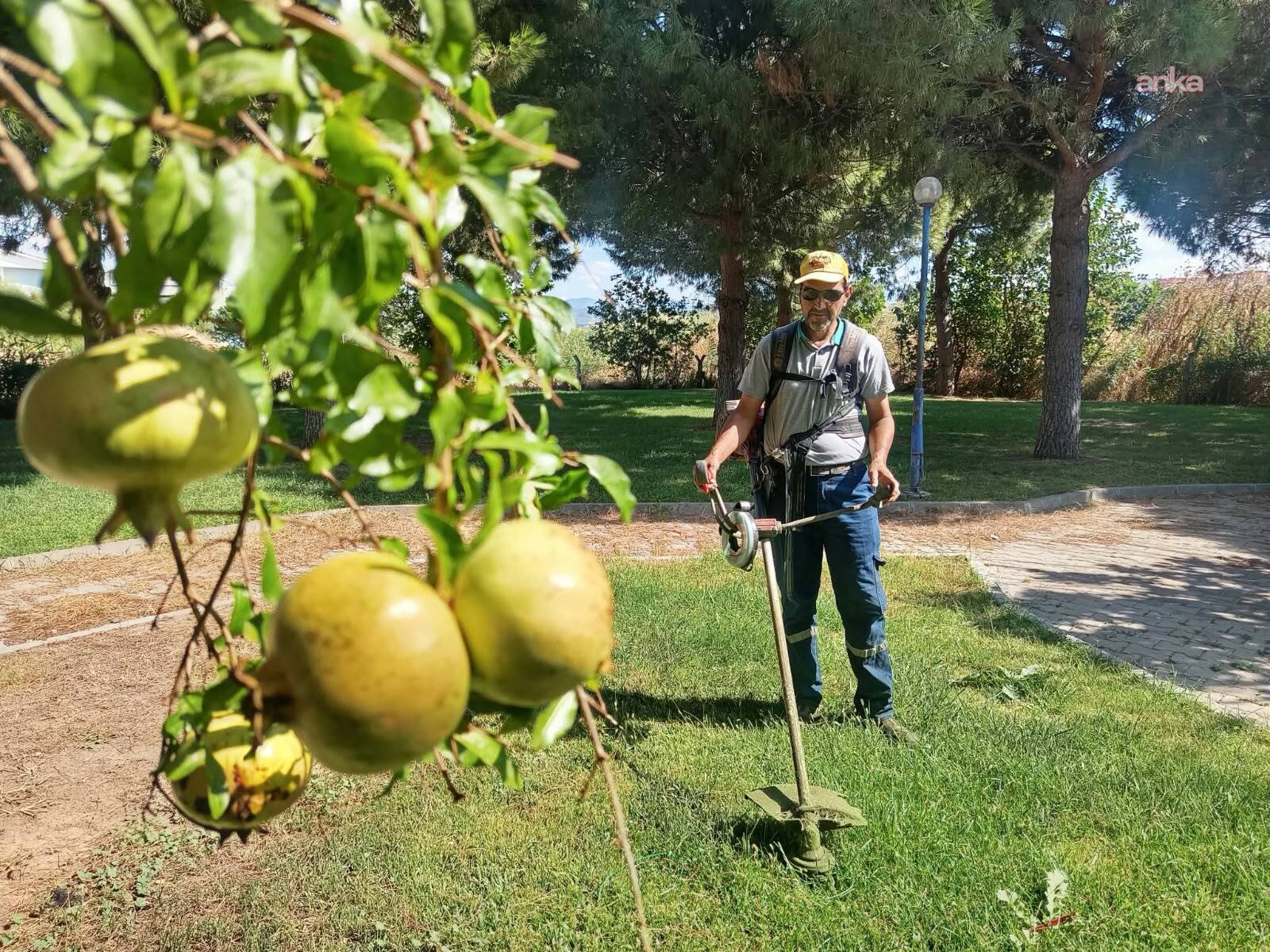 Burhaniye Belediyesi, yeşil alanlarda "bakım ve yenileme" mesaisini sürdürüyor