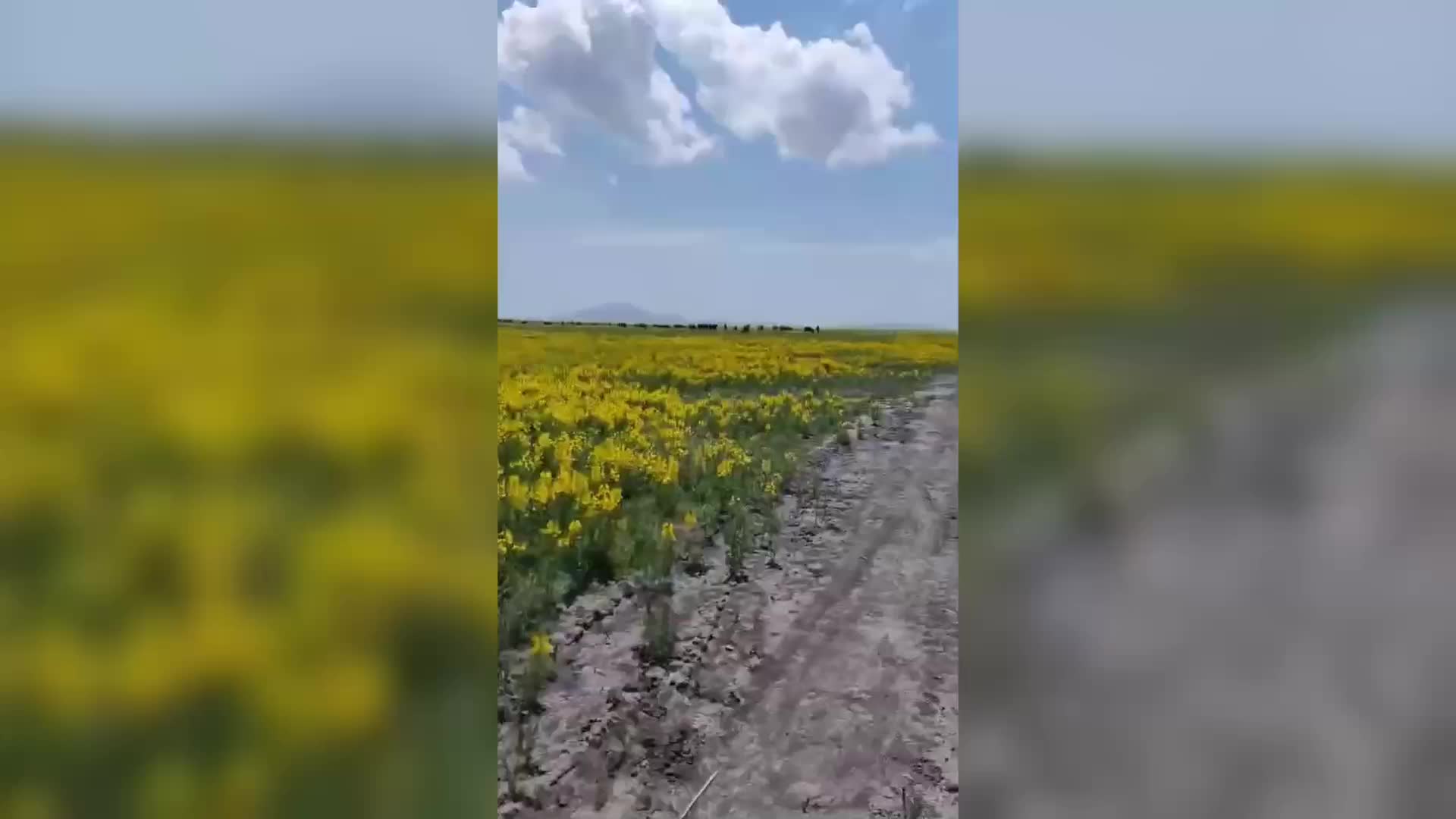 Koruma altındaki Eber sarısının bulunduğu alanda hayvan otlatıldı