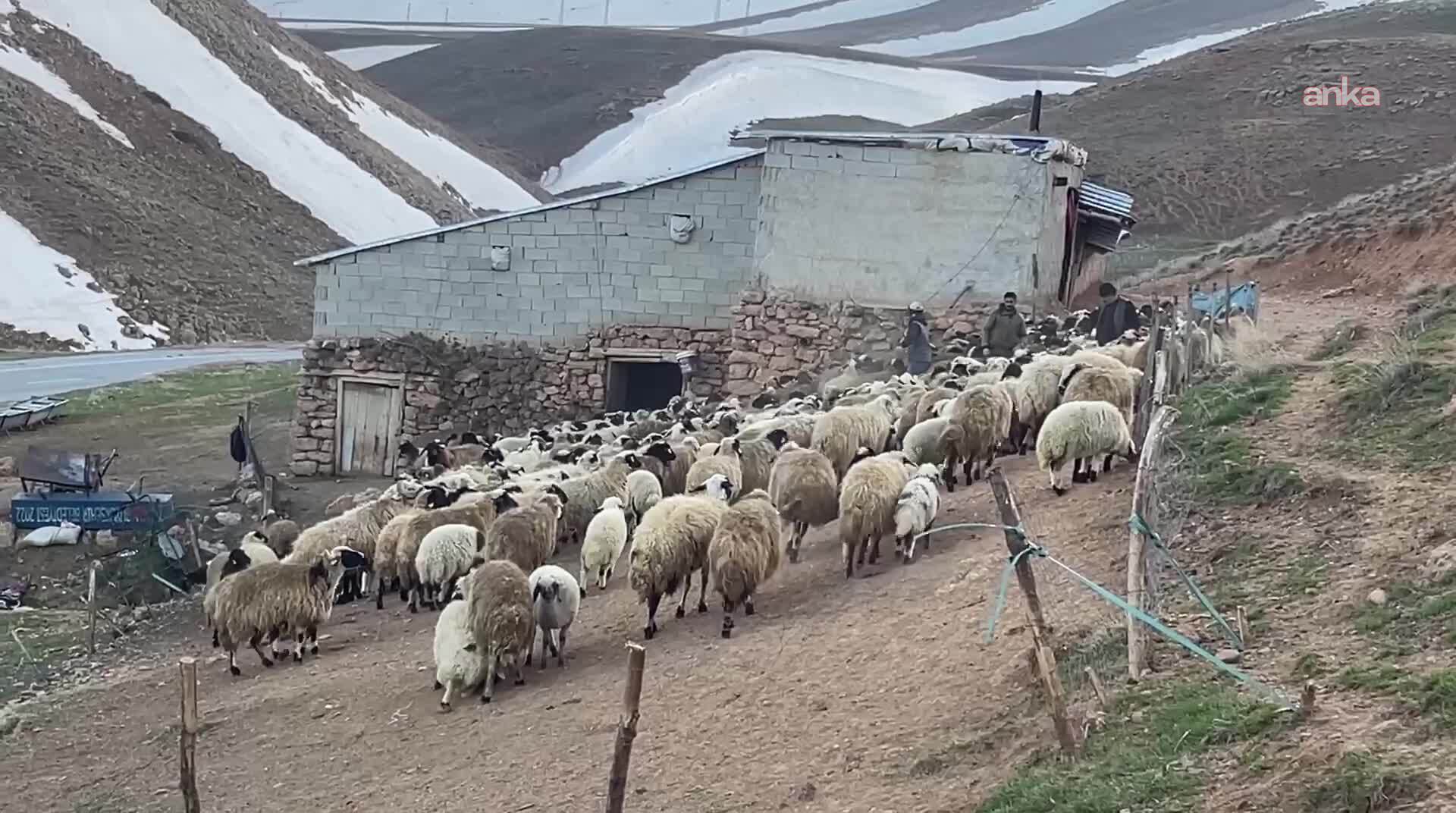 Hayvan varlığı verileri açıklandı: Koyun sayısı yüzde 6 artarak 49,5 milyona yükseldi