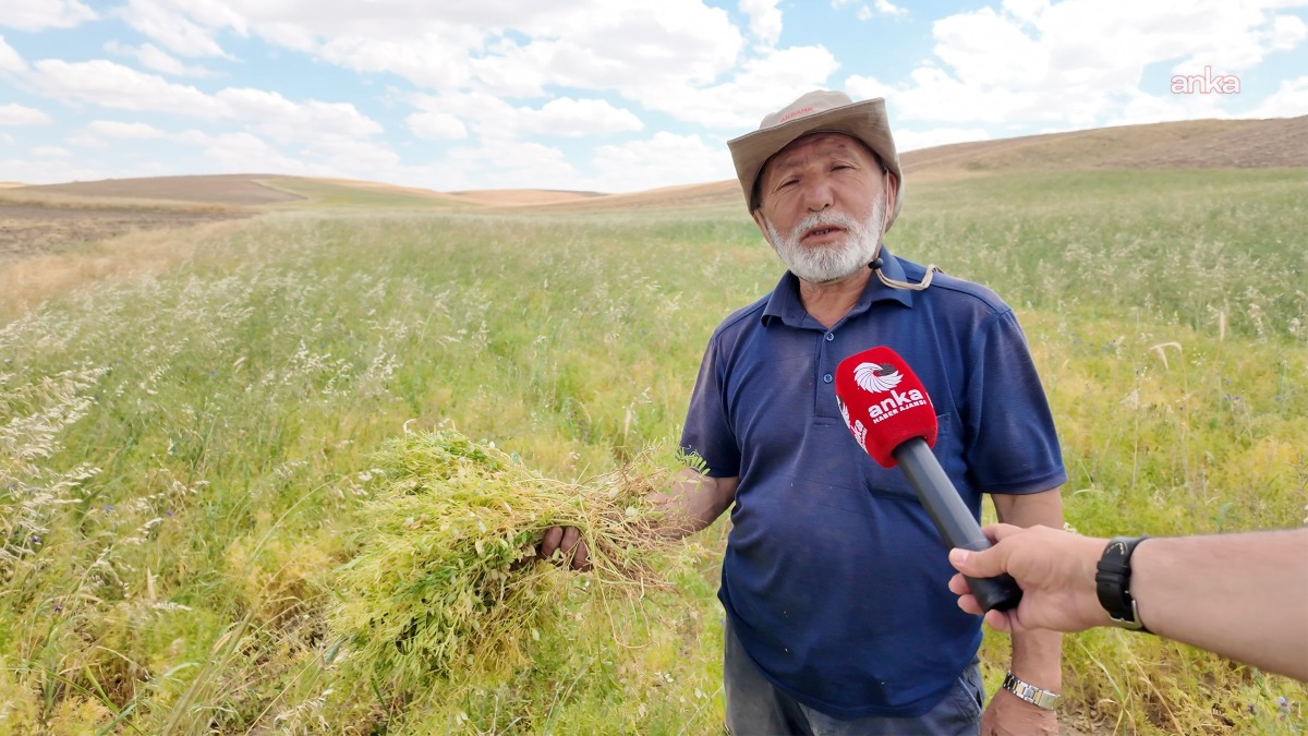 Yozgat’ta mercimek hasadına başlayan üreteciler: “Allah ver…