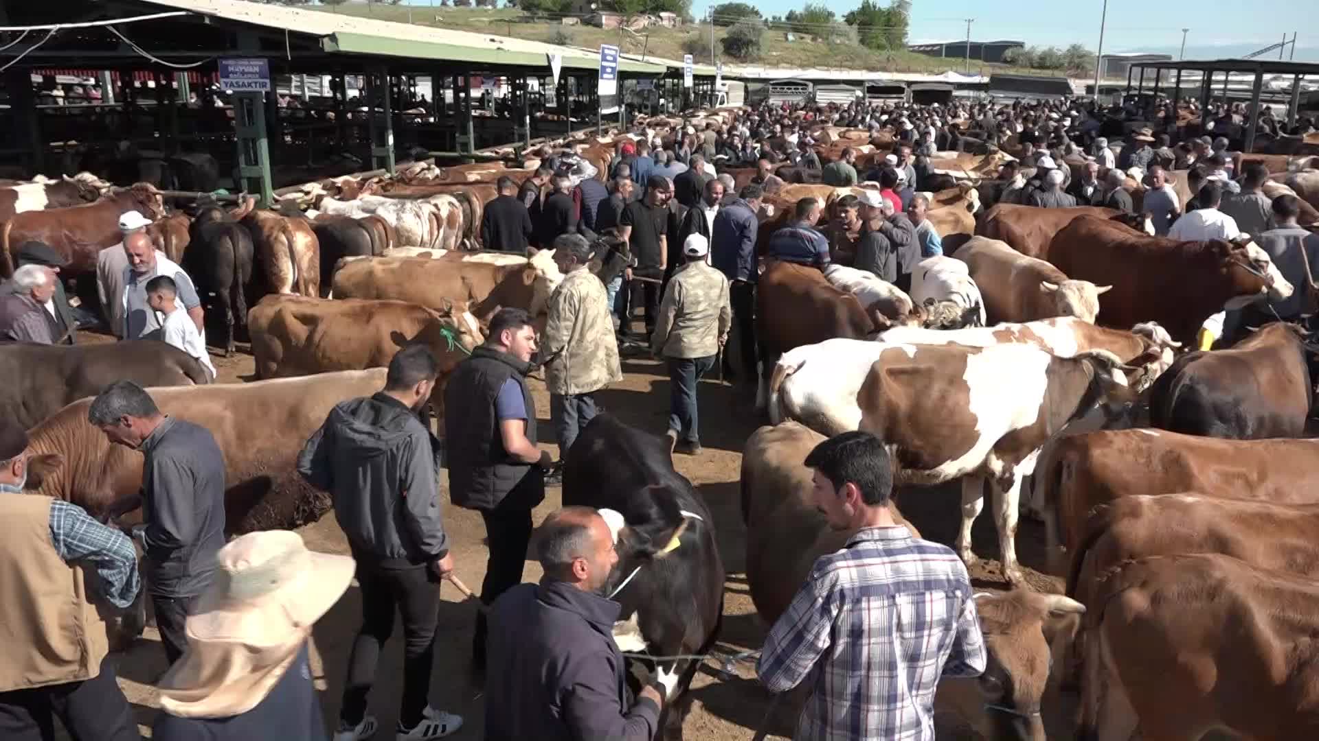 Kurban pazarında pazarlık çok, satış yok