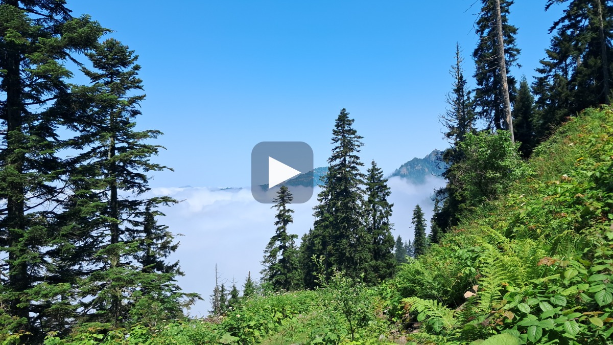 Artvin Murgul'da planlanan madencilik faaliyetlerine tepki: "Doğasız yaşanmaz"