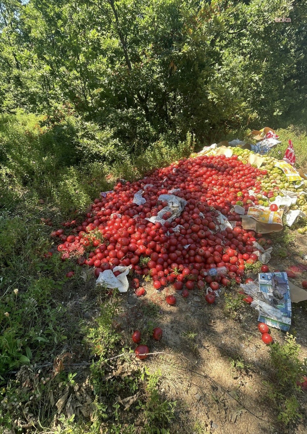 Ticaret Bakan Yardımcısı Gürcan: Çanakkale'de ormanlık alana sebze dökenler hakkında idari süreç başlatıldı