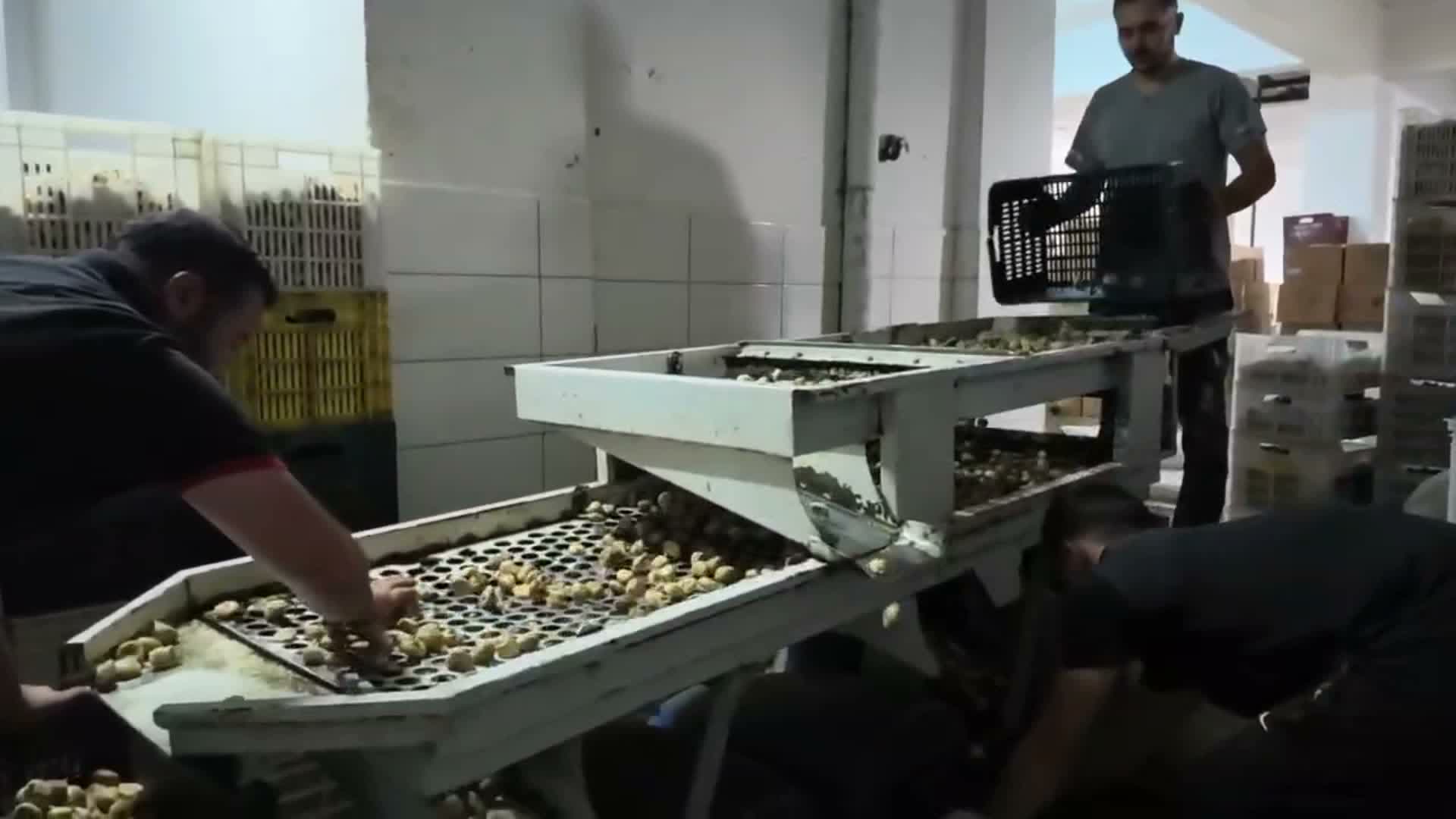 Germencik'te incir üreticileri isyan etti: Geçen sene 200 liradan sattıklarımız 100 lira lira oldu