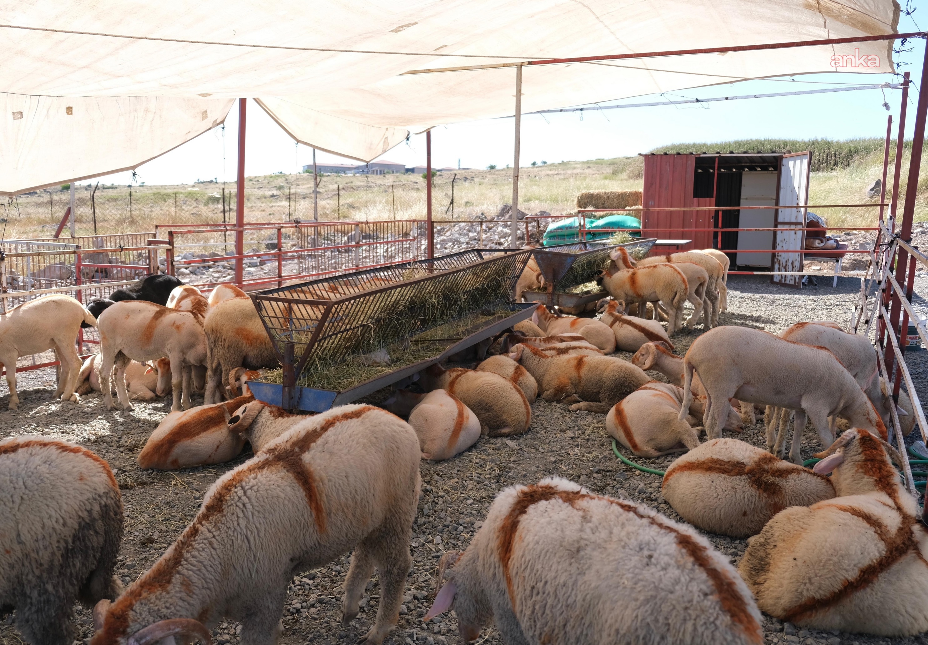 Ayvalık Belediyesi, Canlı Hayvan Pazarı'nı hizmete açtı