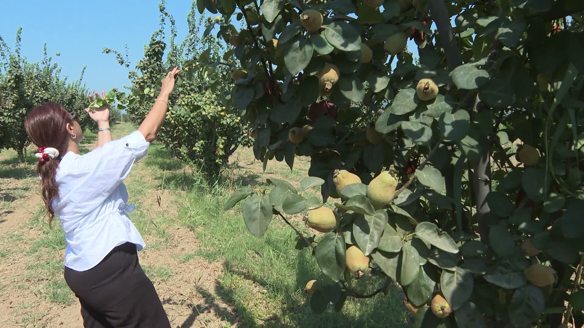 İzmir Büyükşehir’in su yatırımı çorak toprakları bereketlendirdi