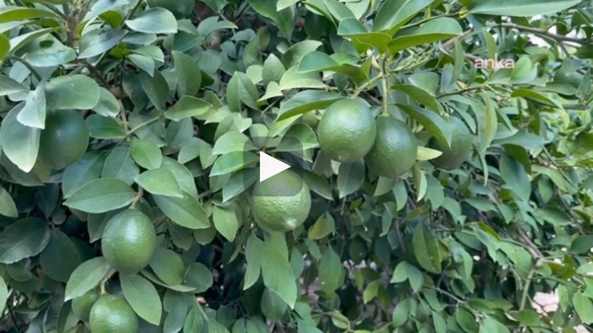 "Verilen 5-6 lira fiyat limon üreticisini kara kara düşündürüyor"