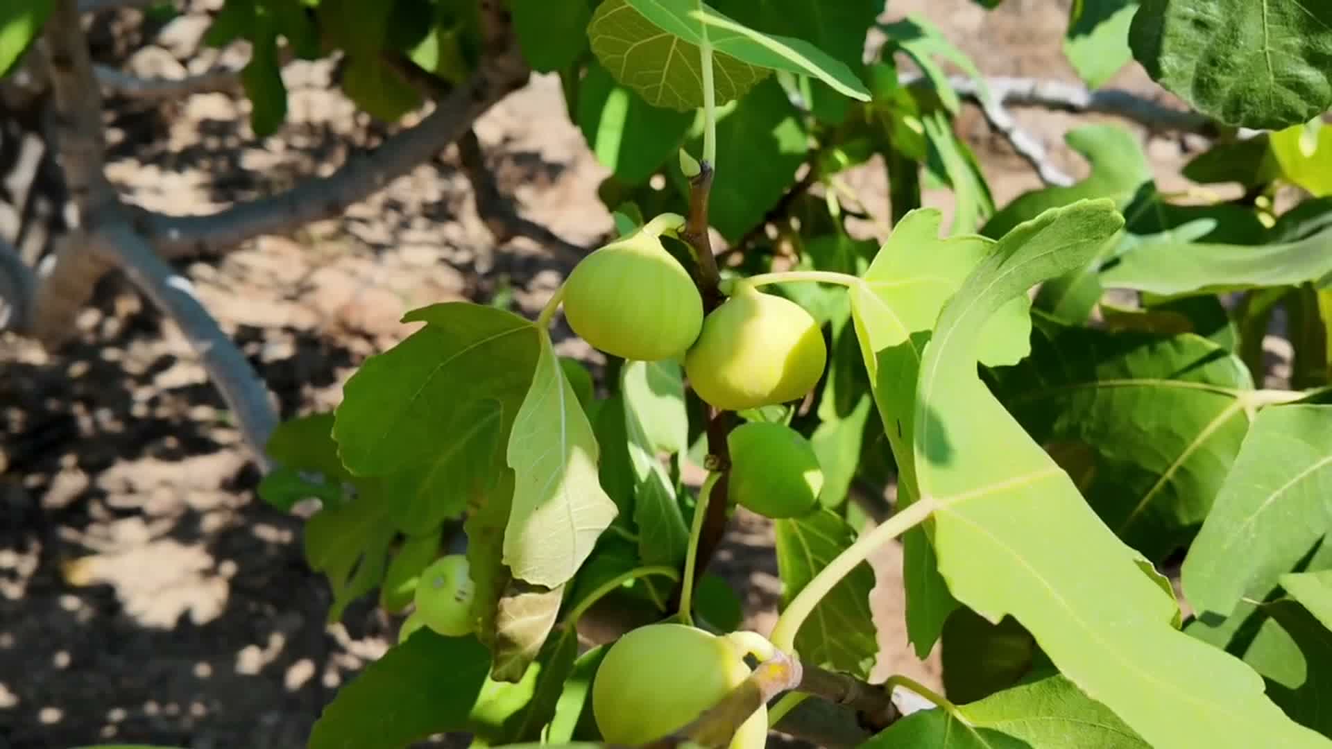"Ürün para etmiyor, maliyetin altında eziliyoruz"