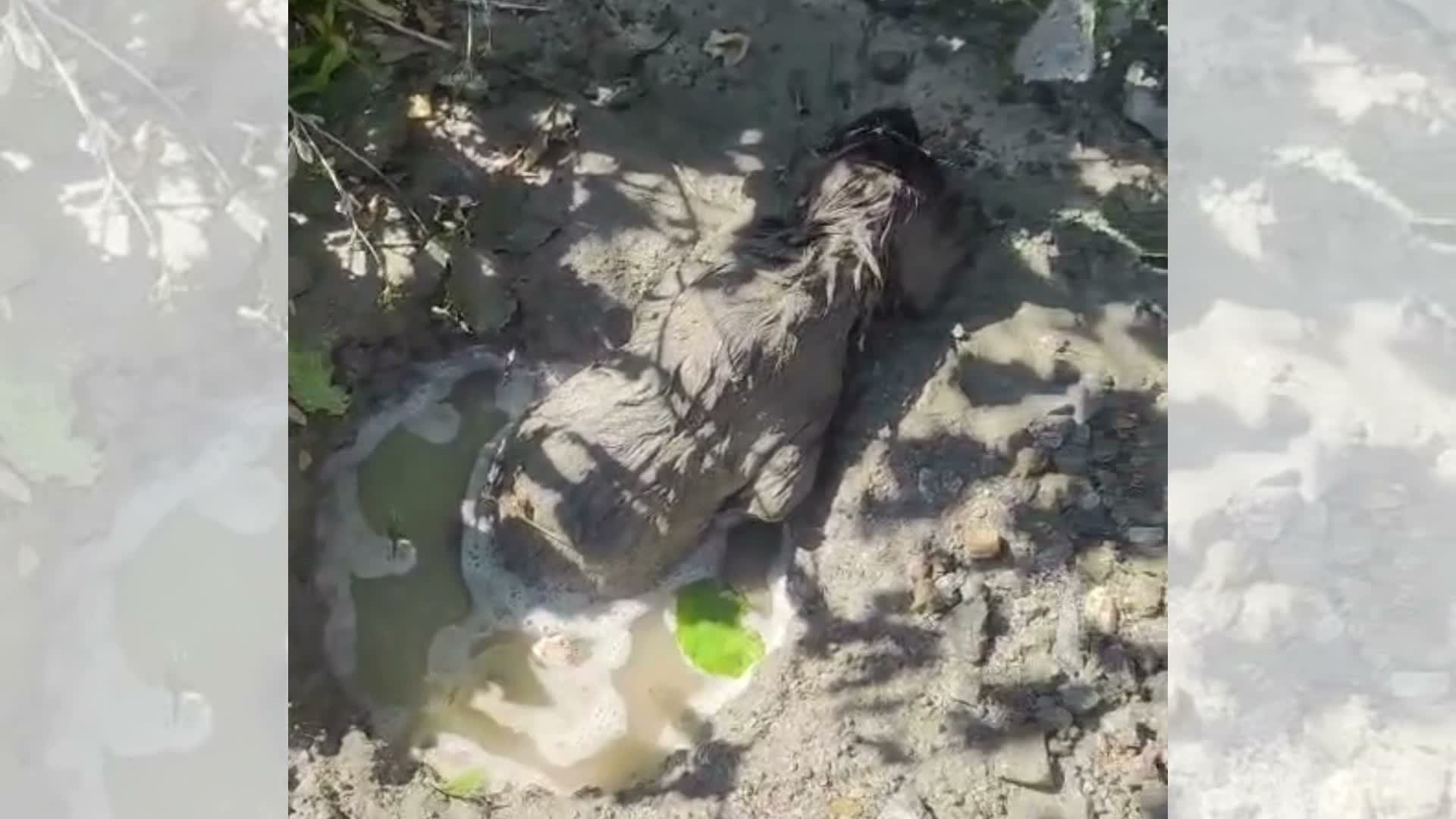 Malatya'da betonun içinde mahsur kalan köpek sağ kurtarıldı