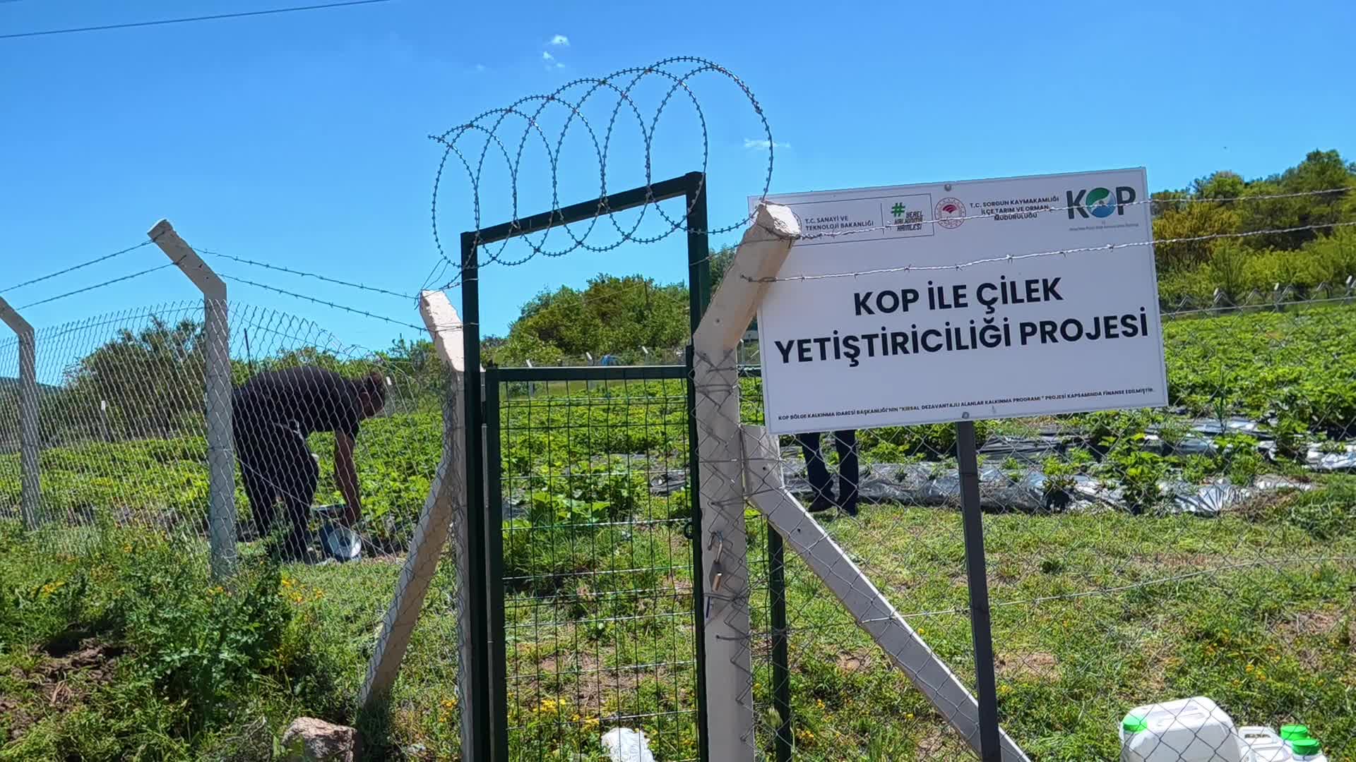 Şehri terk edip yerleştikleri köyde organik tarıma başlayan çift: “Hayallerimizi gerçekleştirmeye başladık”
