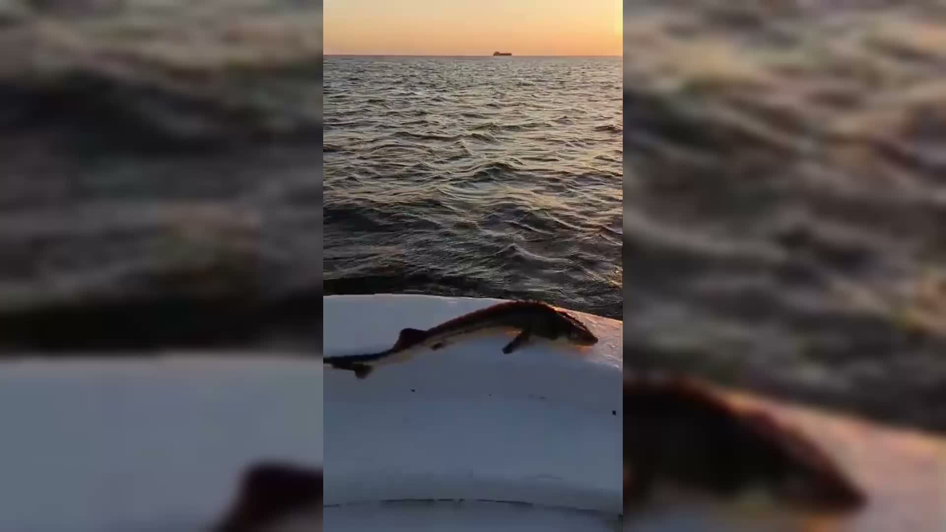 Sinop'ta ağa takılan koruma altındaki mersin balığı denize bırakıldı