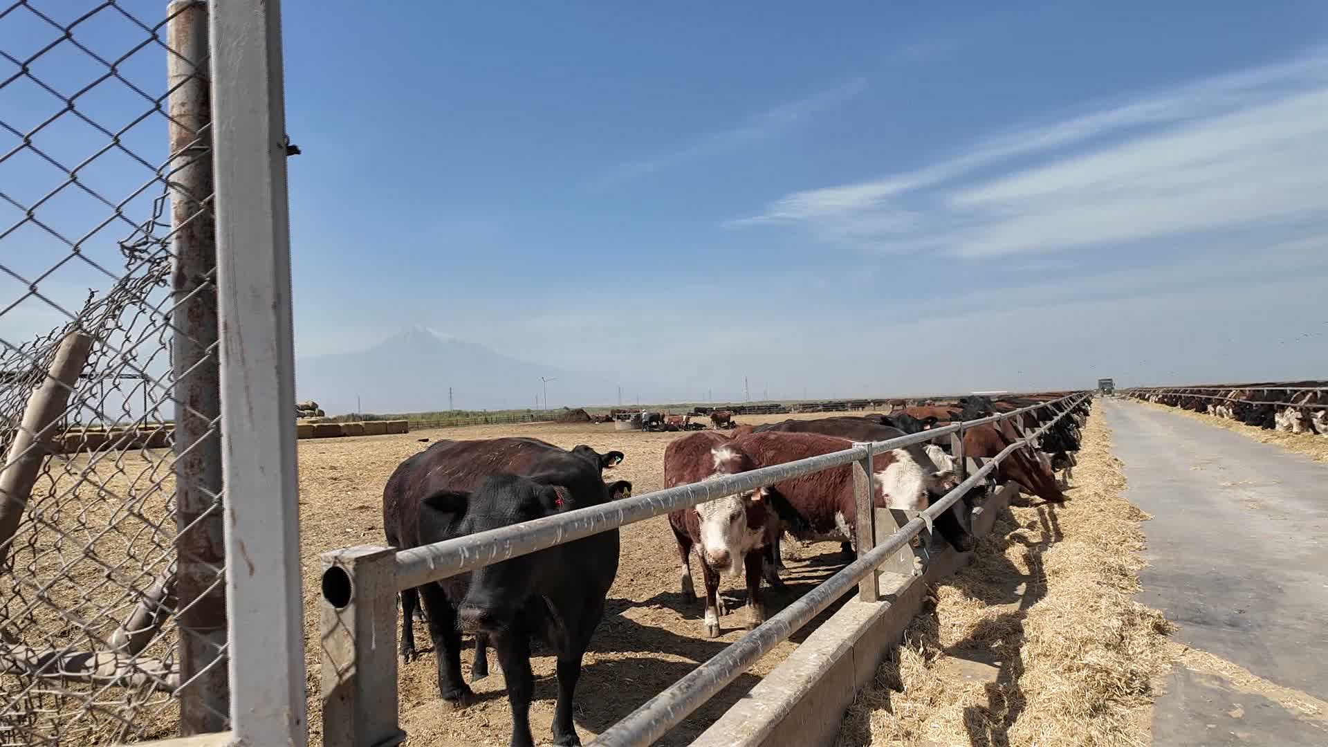 Iğdır’da "Kırsalda Bereket Hayvancılığa Destek Projesi" sürüyor