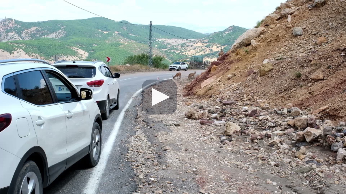 Dağ keçileri tuz ihtiyacı için yola indi