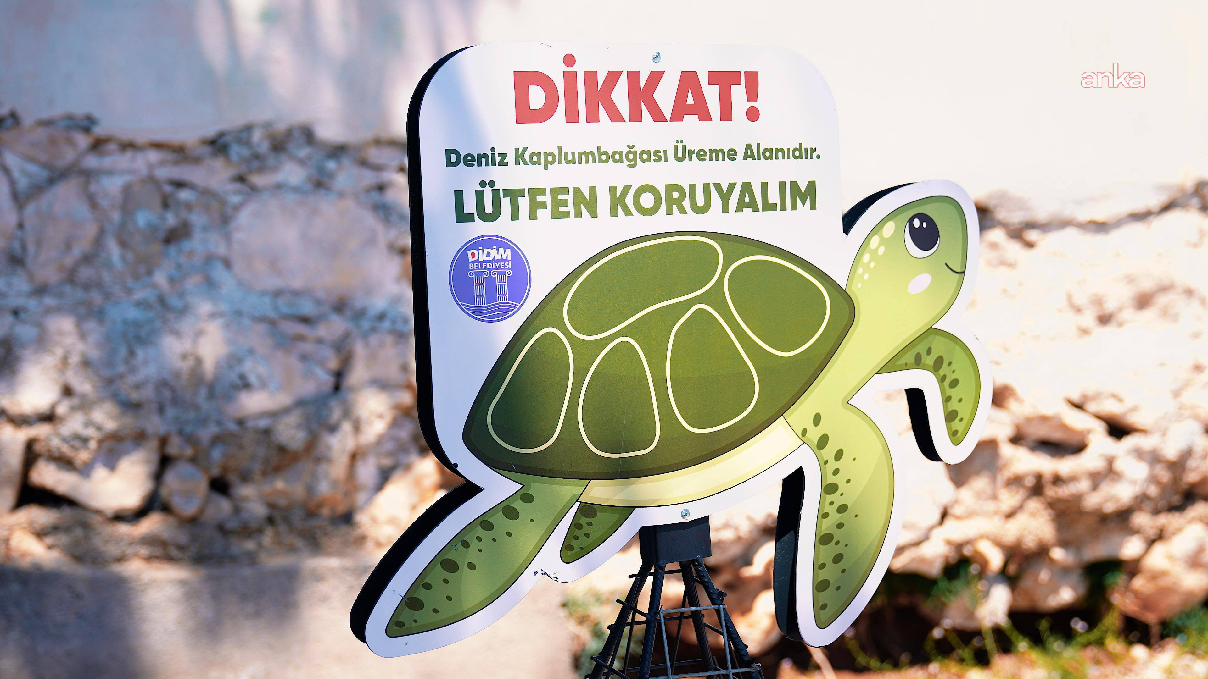 Didim kıyılarında caretta carettaların yuvalama alanları koruma altına alındı