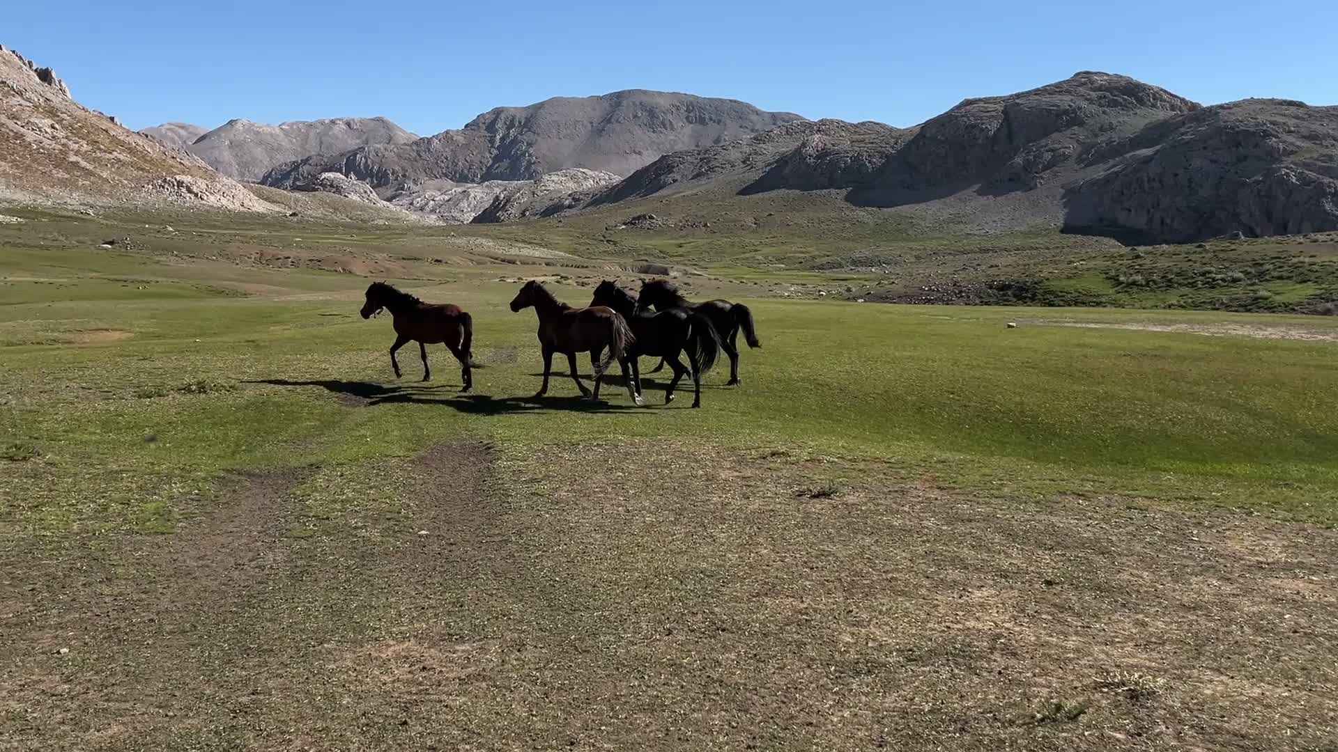 Tunceli'de 3 bin rakımda yayık mesaisi: Geleneksel üretim tüccarın düşük fiyatına direniyor