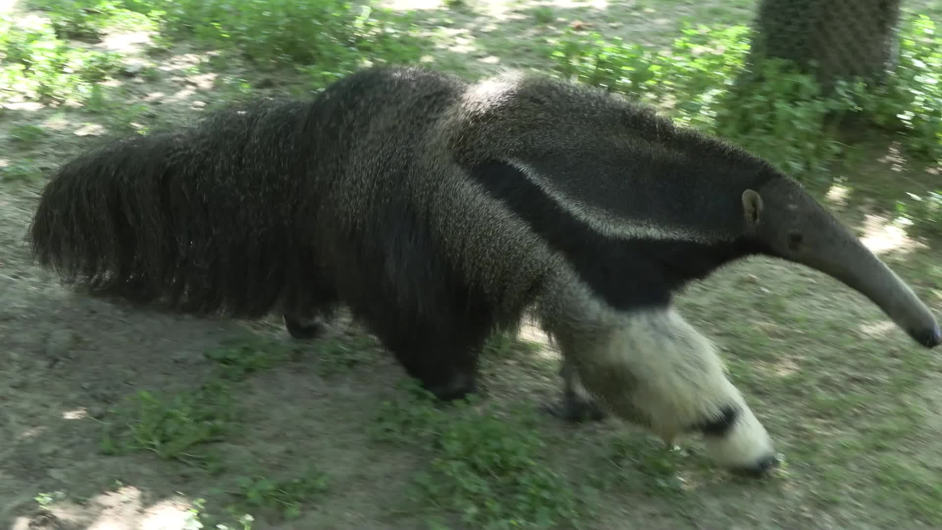 Bursa Hayvanat Bahçesi’nde karıncayiyen ve panda yavruları için özel koruma