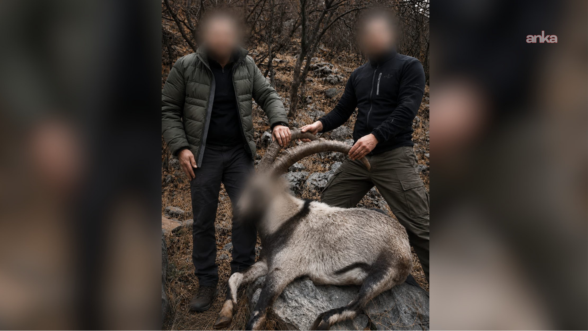 Siirt'te 6 yıl önce koruma altındaki yaban keçilerini avlayanlara idari para cezası kesildi