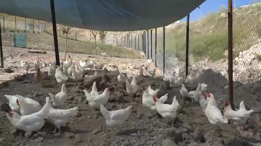 Adıyaman Belediyesi’nden sofralara destek: Gezen tavuk yumurtasının tanesi 3 TL’den satışta