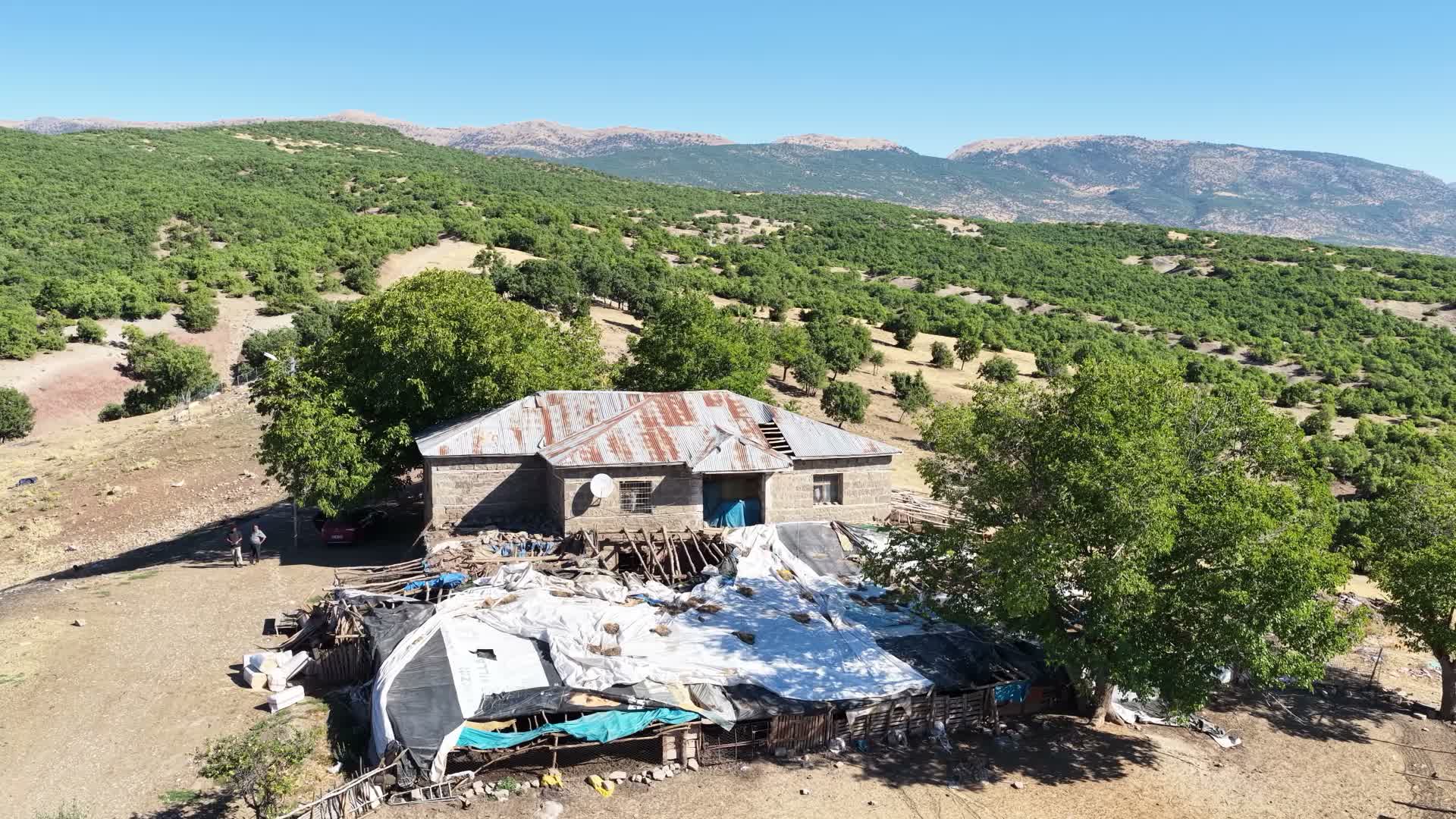 Tunceli’de ahıra giren ayı, 11 küçükbaş hayvanı ve 2 yavru köpeği öldürdü