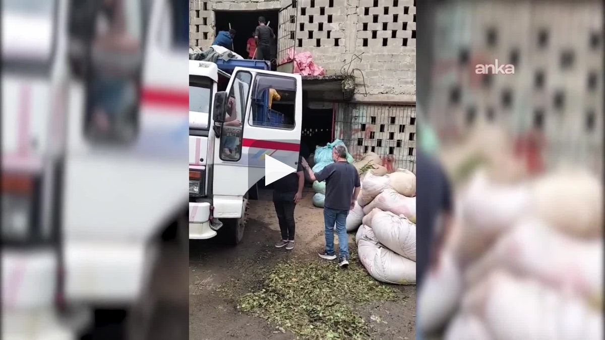 Rize’de çay üreticilerinden ÇAYKUR'a kota tepkisi