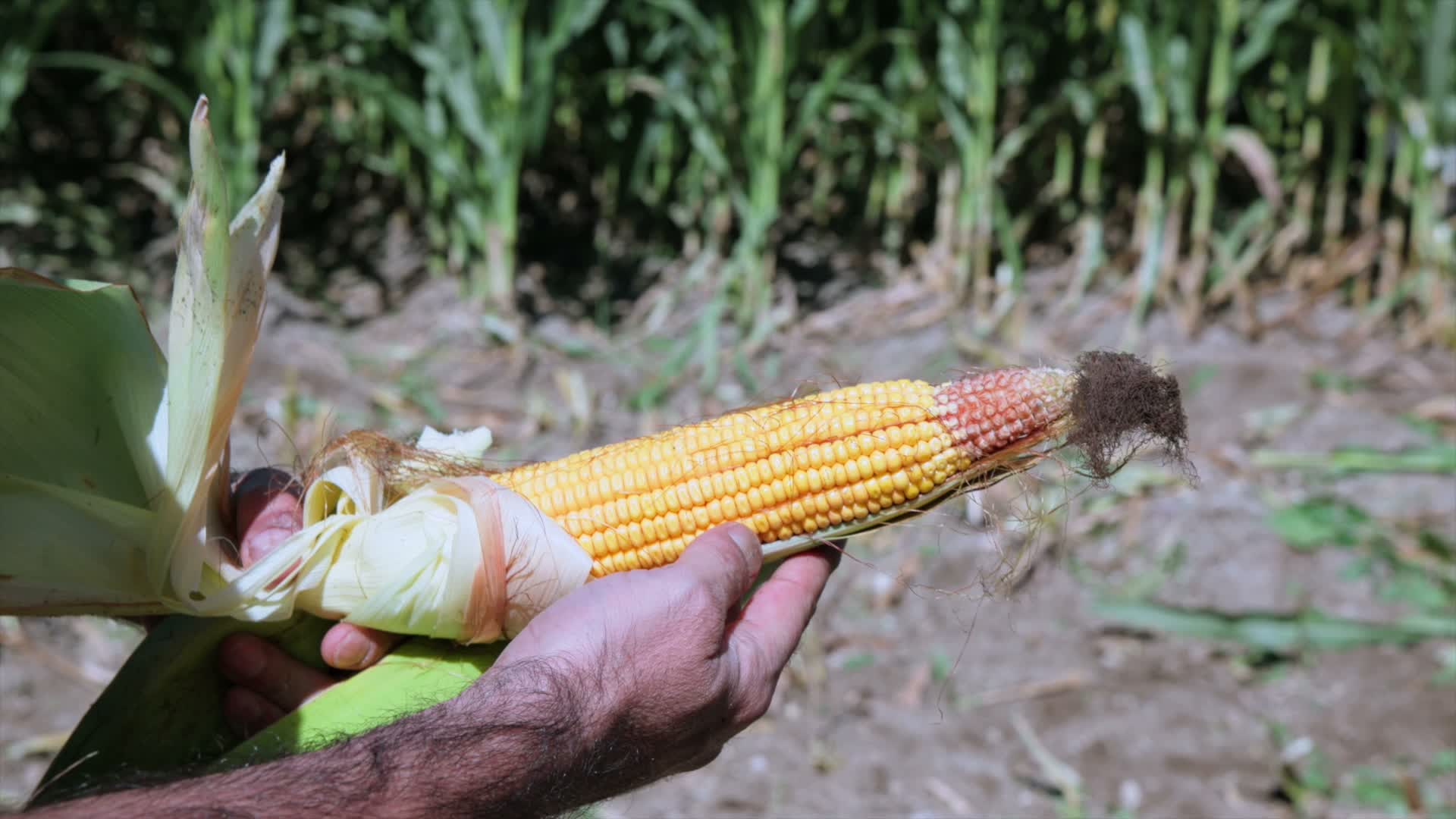 Muğla’da silajlık mısır hasadı üreticiye kaba yem olacak