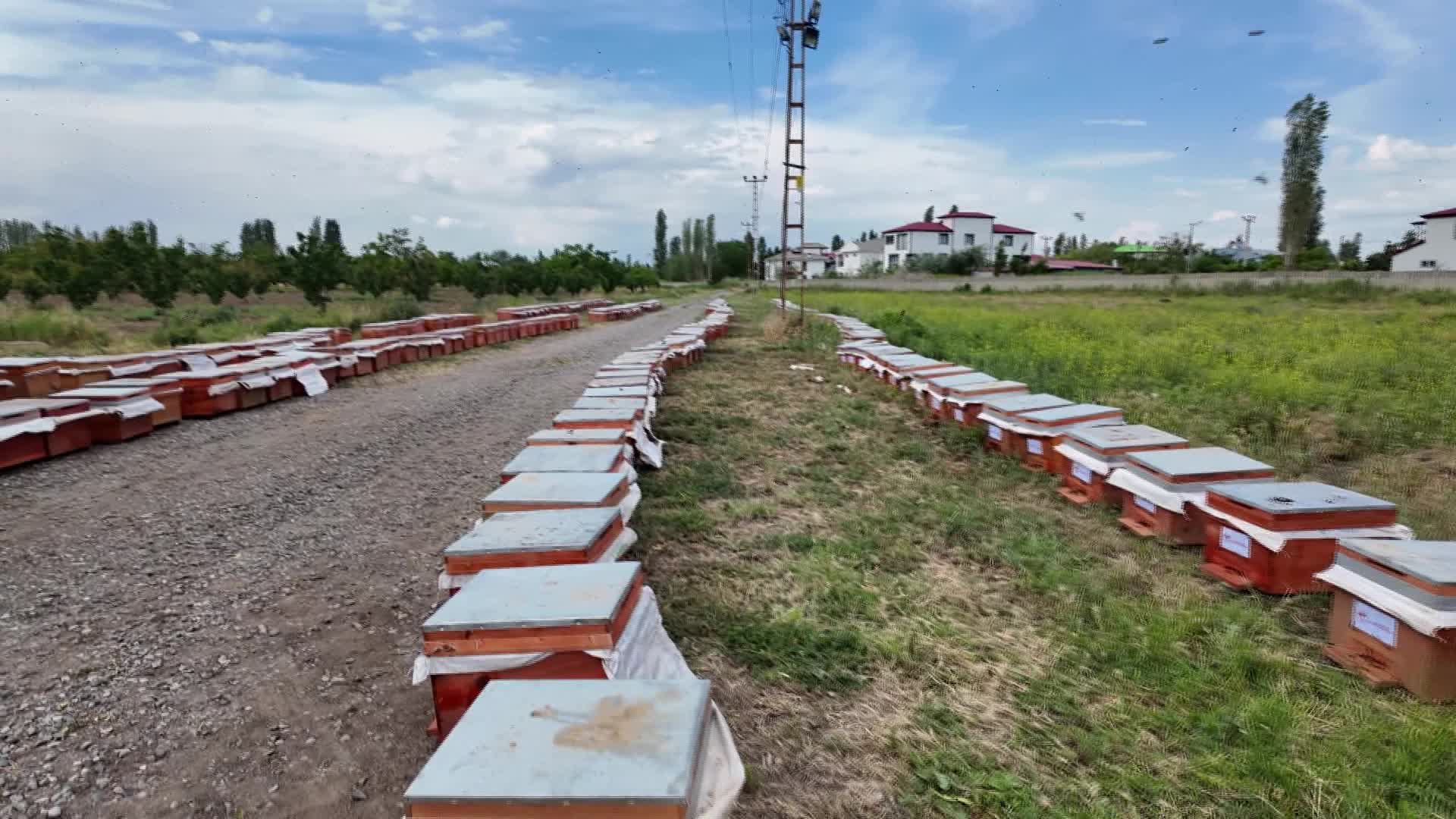 "Iğdır'da Kovanlardan Bal Damlıyor Projesi" kapsamında 53 arıcıya 300 arılı kovan dağıtıldı