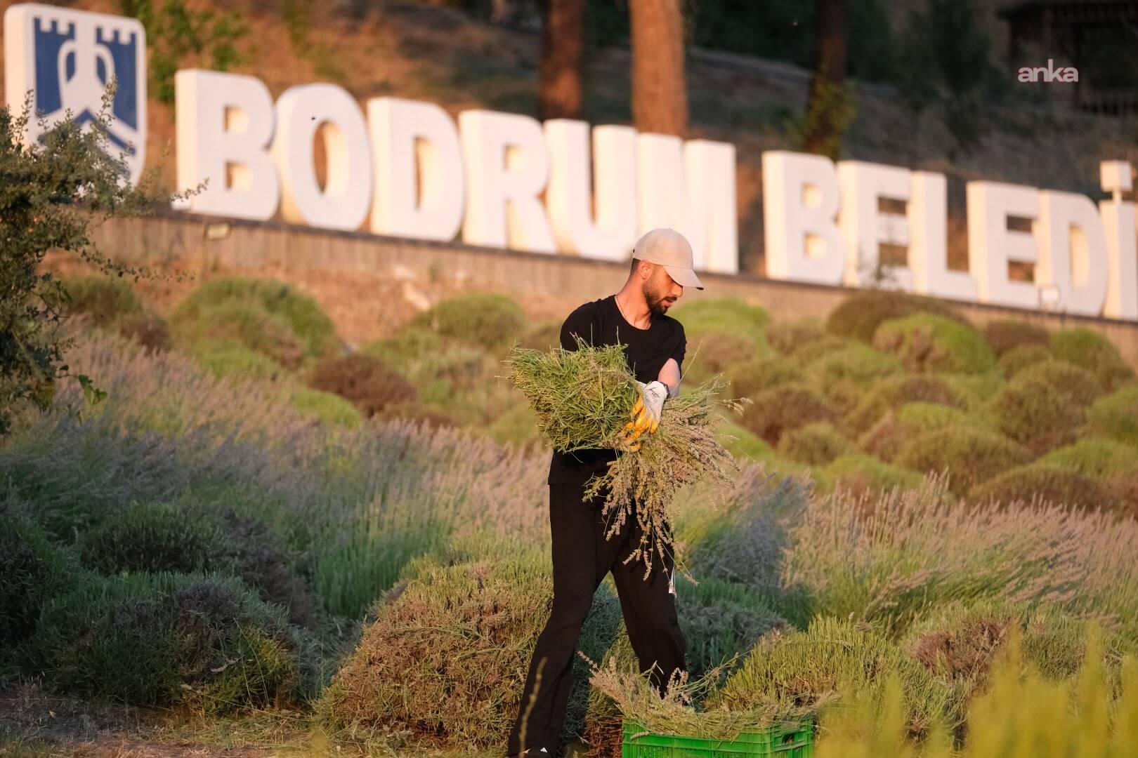 Bodrum Belediyesi Tarım Kampı’nın ikinci dönemi tamamlandı