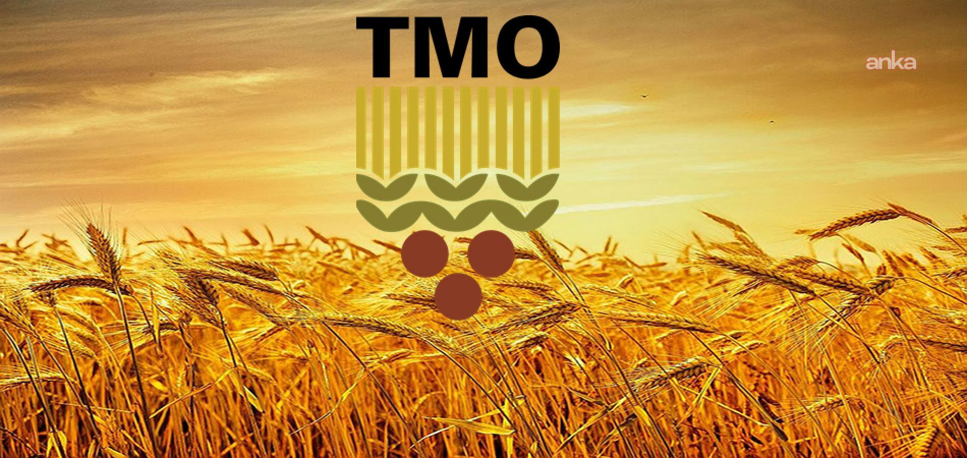 TMO, buğday ve arpa ürünlerinin teslim alınmasına başlanacağını duyurdu