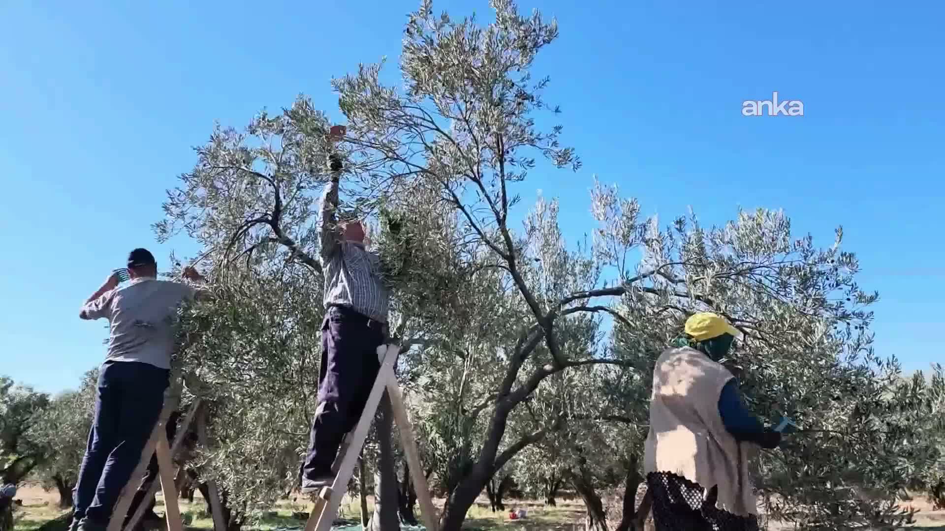 Zeytin üreticisinin isyanı: "Çiftçi olarak bittik"
