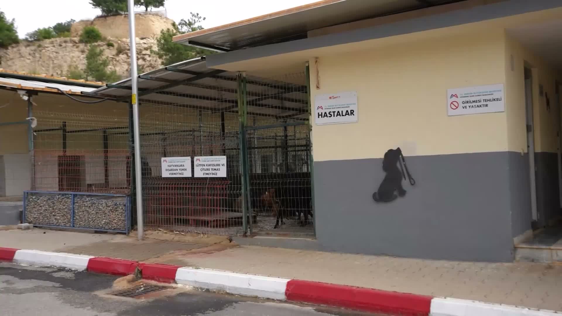 Mersin’de sahipsiz can dostlar için aşılama, tedavi ve kısırlaştırma çalışmaları sürüyor