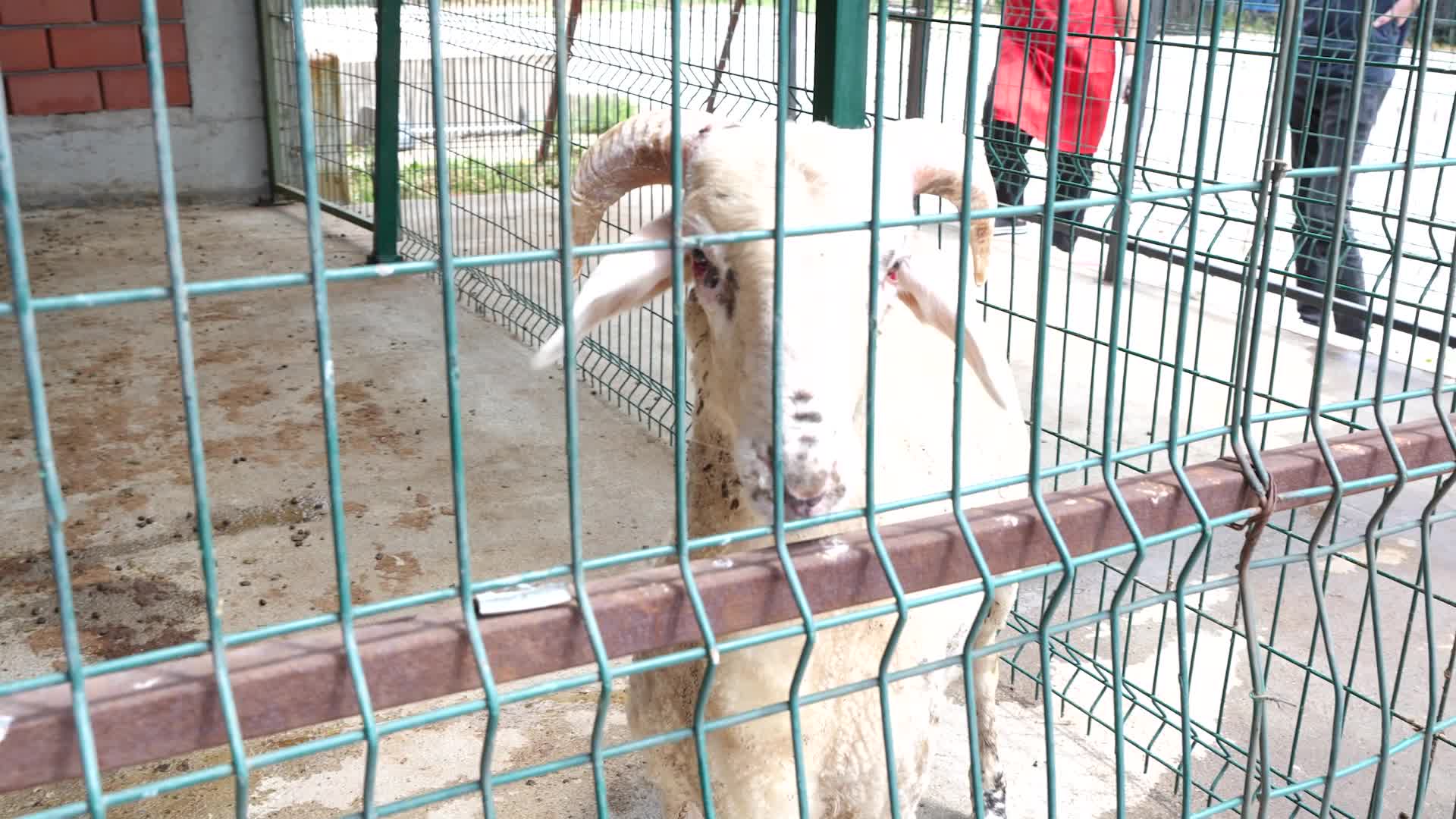 Turgutlu Belediyesi’nin kurban bağışı kampanyasına hayırseverlerden büyük destek