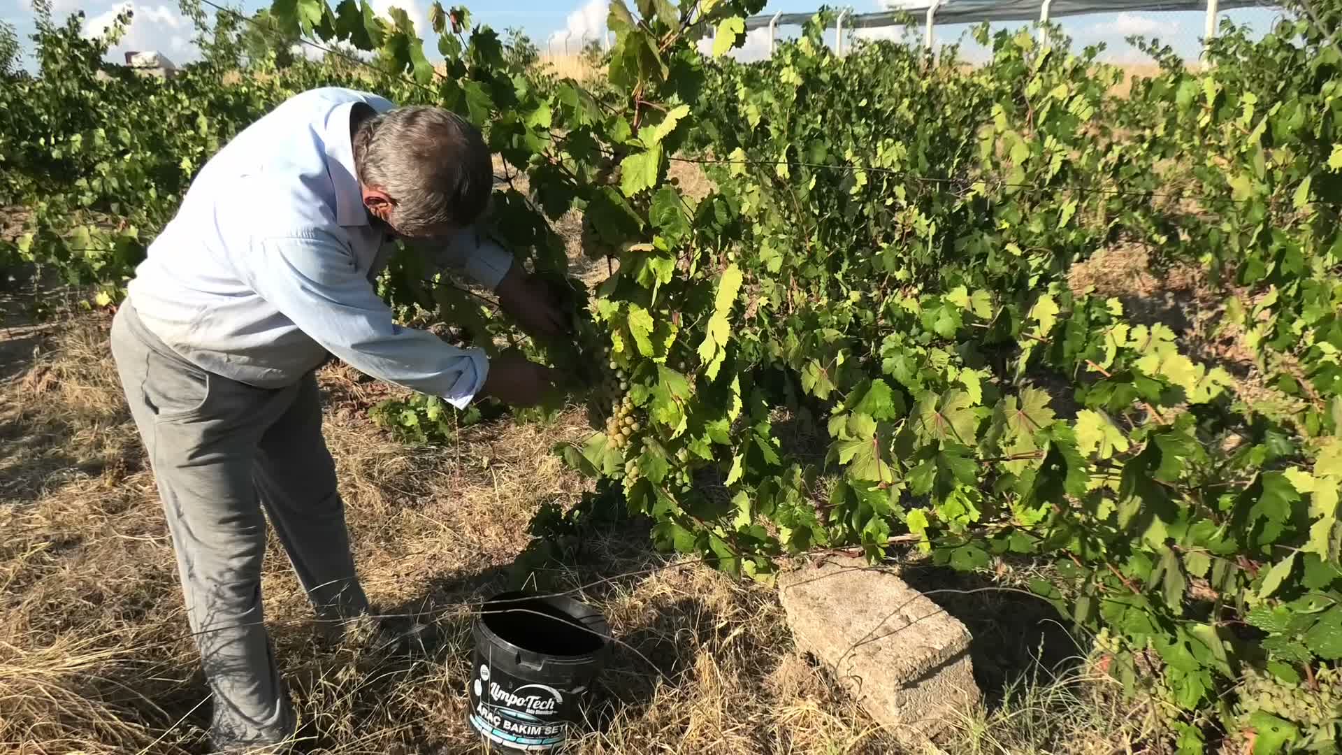 Yozgat’ta bağlar bozuldu, kazanlarda pekmez kaynamaya başladı