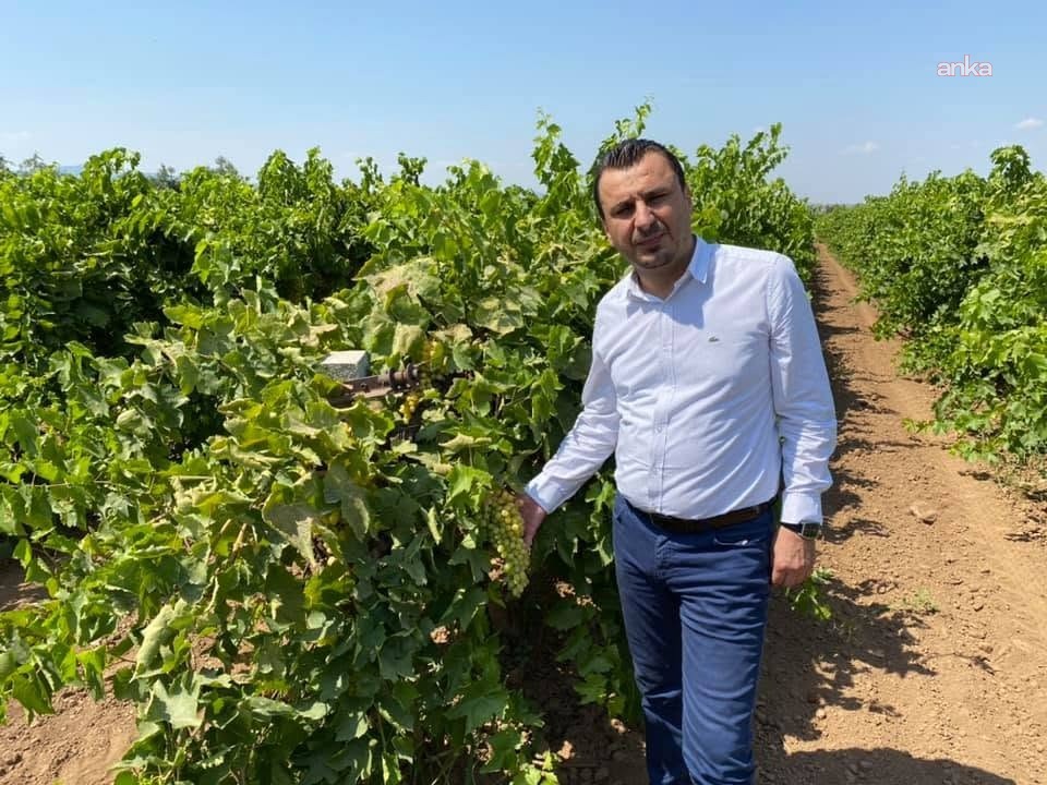 YENİ Partili Başevirgen'den çiftçiyi koruyacak üzüm fiyatı çağrısı: "150 TL'nin altı üretimi durdurur"