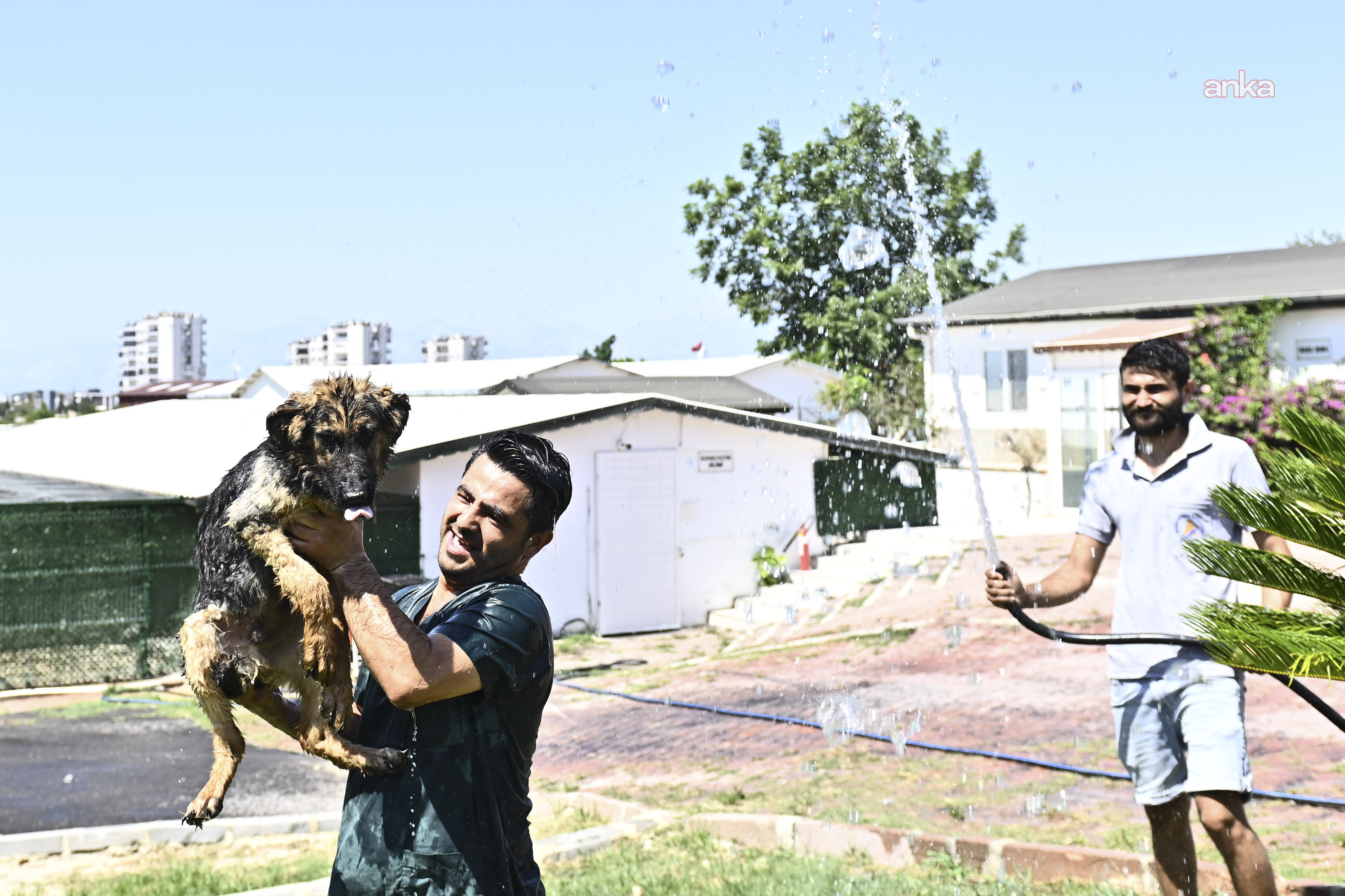 Muratpaşa Belediyesi'nden patili dostlara serinleten dokunuş